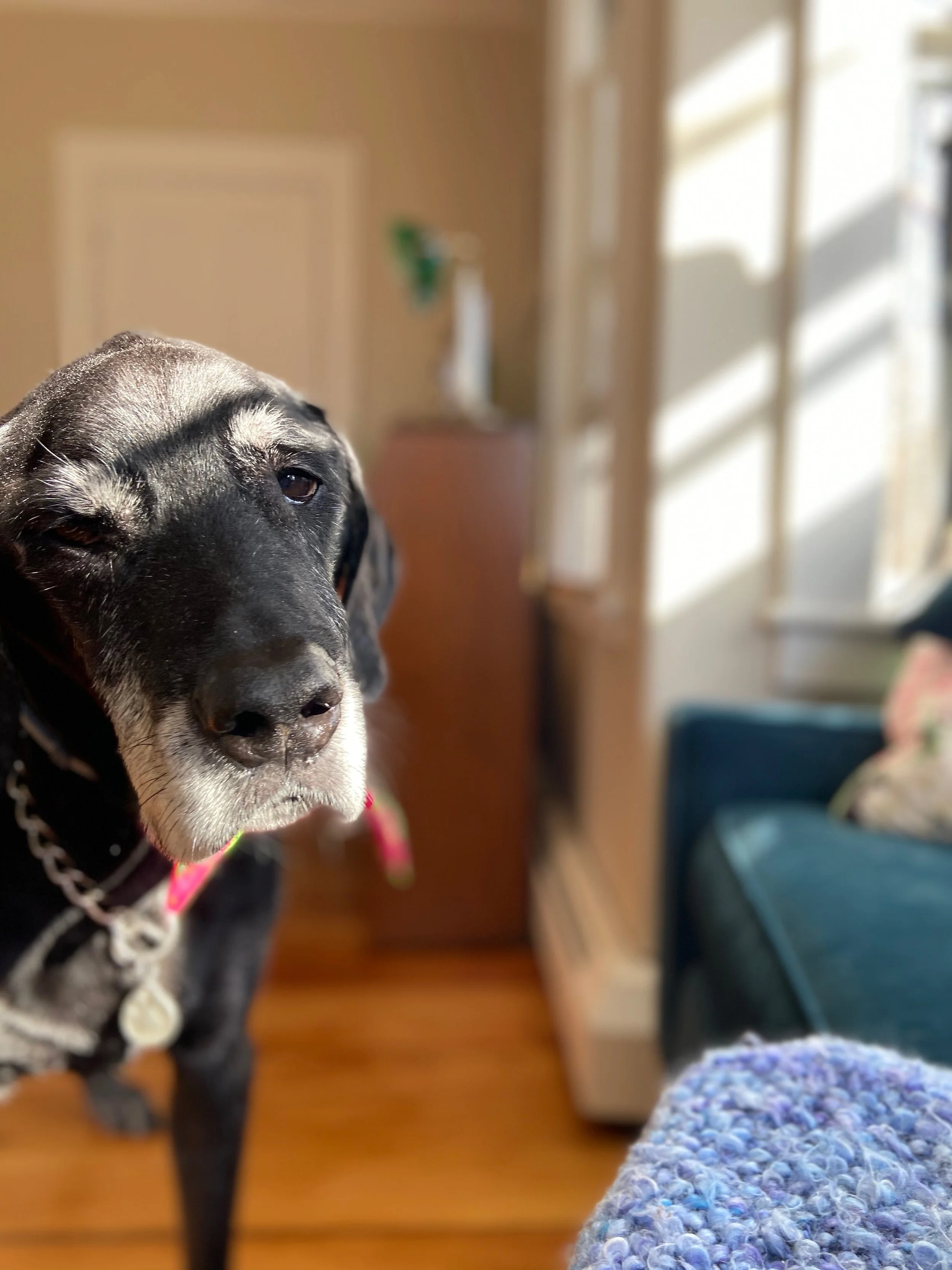 Keeping Pets and Seniors Together: A South Shore &amp; Cape Cod Guide to Pet Care Support