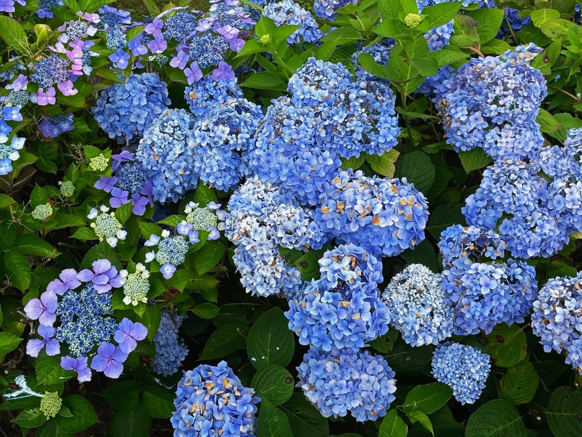 Coastal hydrangea garden in Duxbury, Massachusetts, representing the thoughtful and personalized care provided by Snug Harbor Home Care.