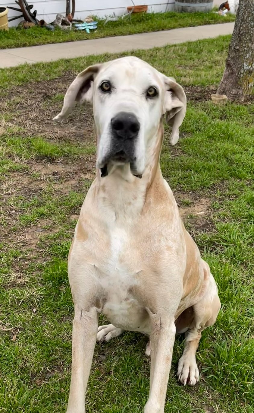 A Great Dane dog sitting on grass in a yard with a sidewalk, tree, and garden decorations in the background.