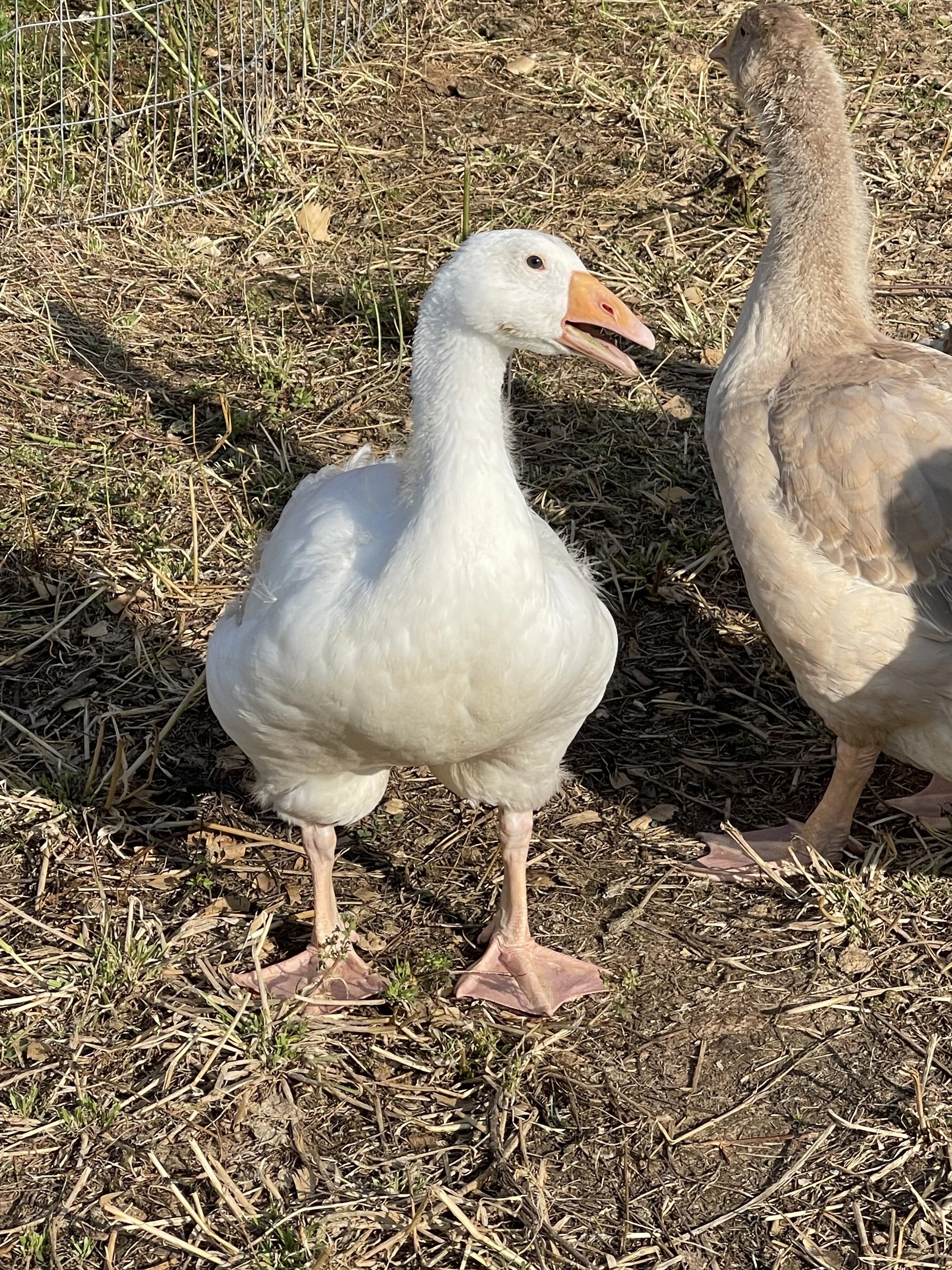 A white goose with an orange beak standing on dry grass and dirt, with another goose partially visible on the right side of the image.