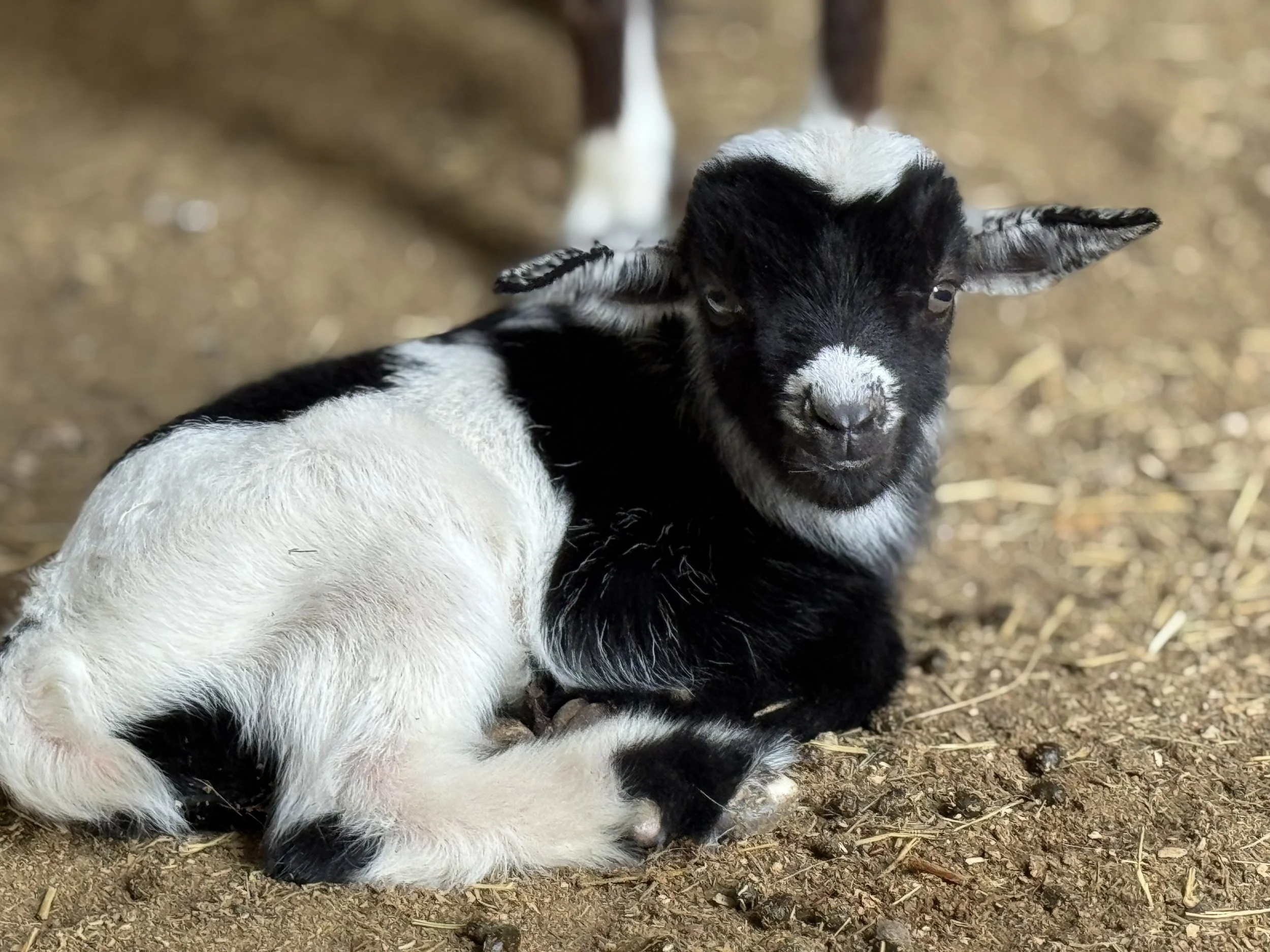 A black and white goat kid lying on a dirt ground with straw, looking at the camera.
