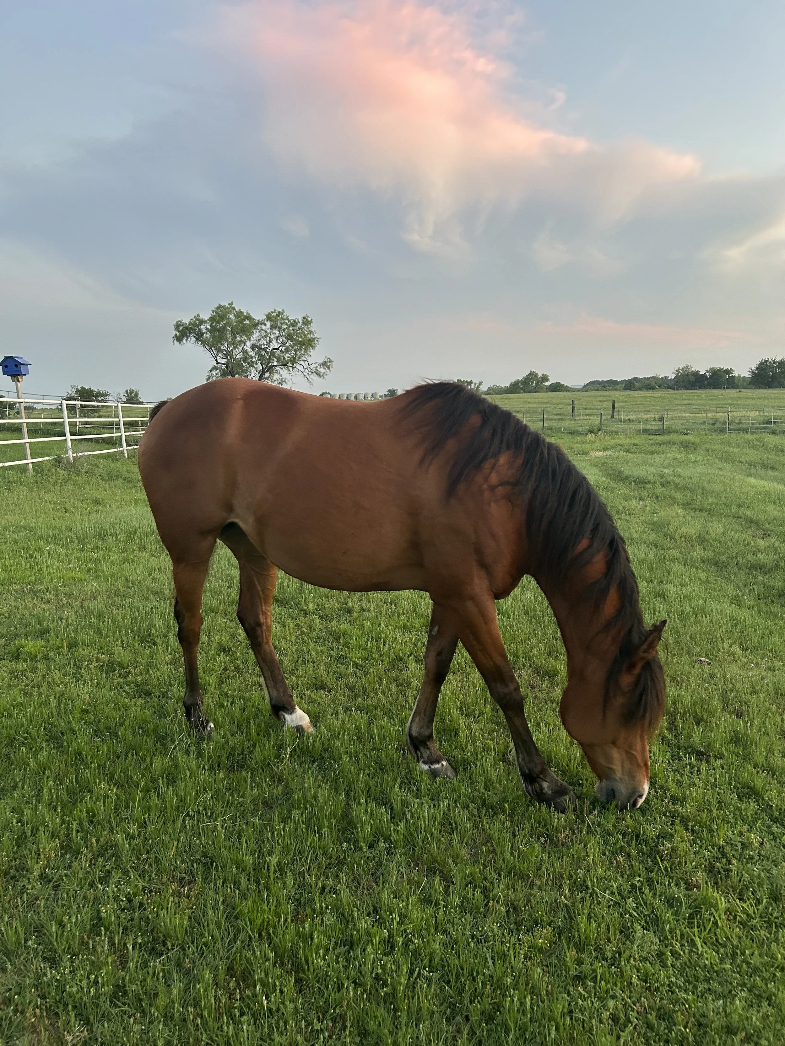 A brown horse with a black mane grazing on green grass in a fenced pasture, with trees and a partly cloudy sky in the background.