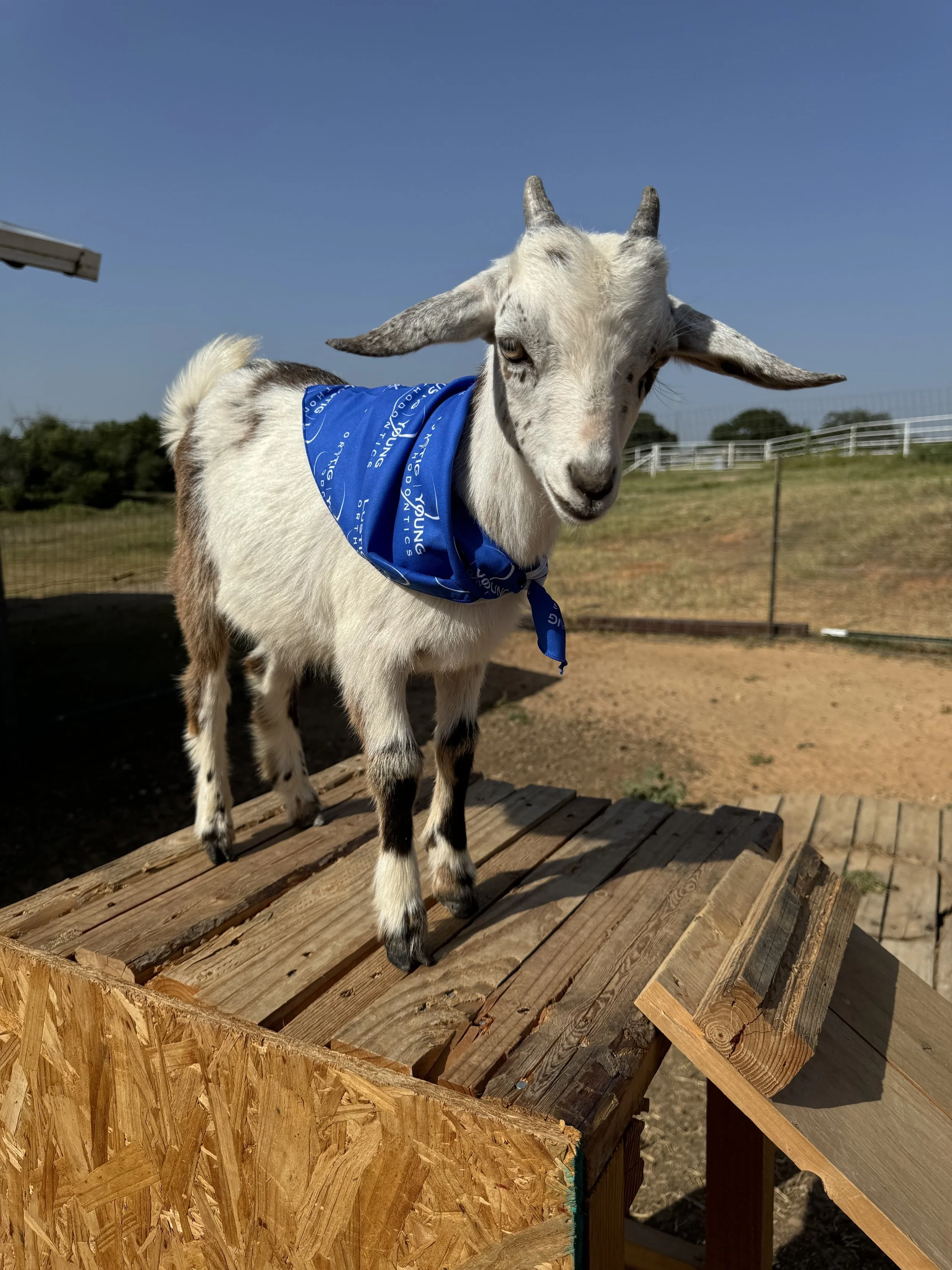 A young goat with a blue bandana around its neck standing on a wooden platform outdoors with a clear blue sky and a fence in the background.