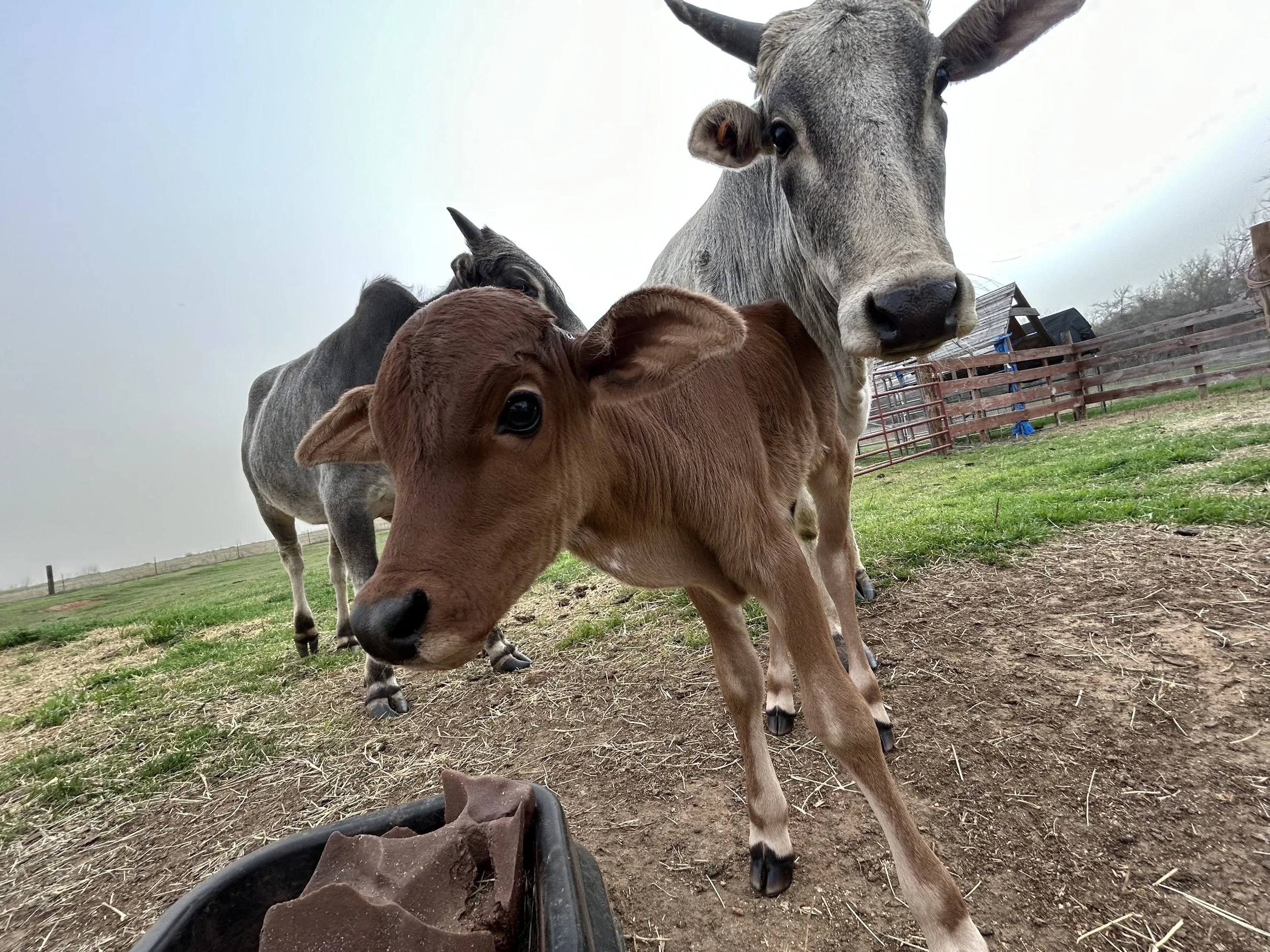Several calves standing on a grassy farm, with a wooden fence and cloudy sky in the background.