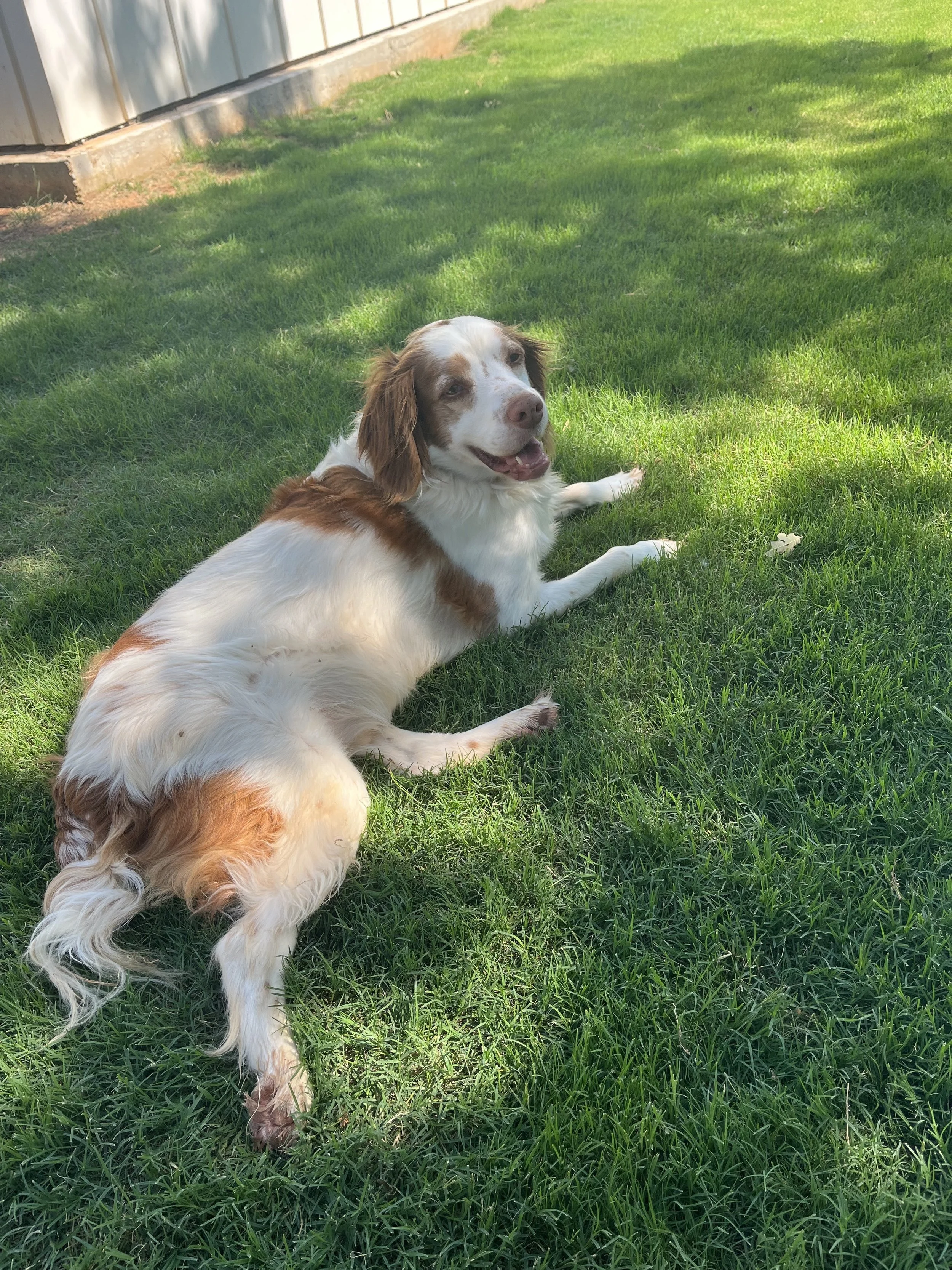 A dog with long ears and a white and brown coat lying on green grass in a yard, with a shed in the background.