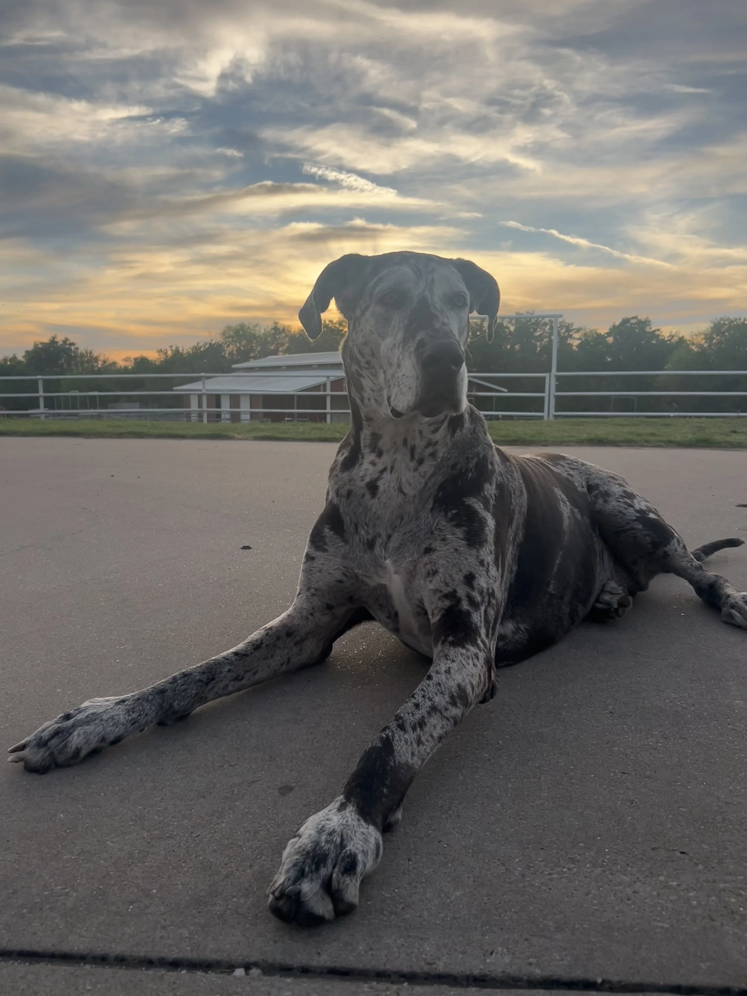 A large Great Dane dog with a brindle coat lying down on a paved surface at sunset, with a fence and trees in the background.