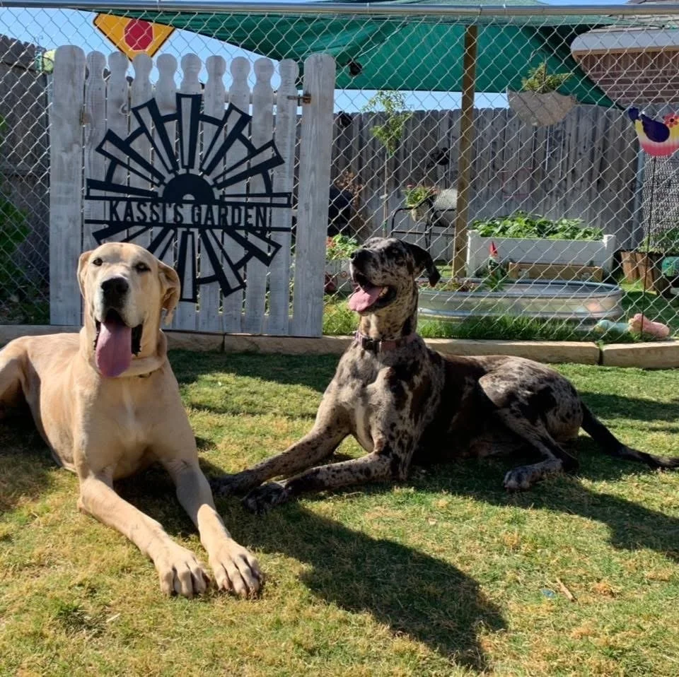Two dogs, a yellow Labrador and a merle Great Dane, are lying on the grass in a backyard. The yard is enclosed by a wooden fence and a chain-link fence. There is a gated entrance with a sign that reads 'Kassi's Garden' and a decorative windmill. The backyard features plants and gardening containers, with a canopy providing shade.