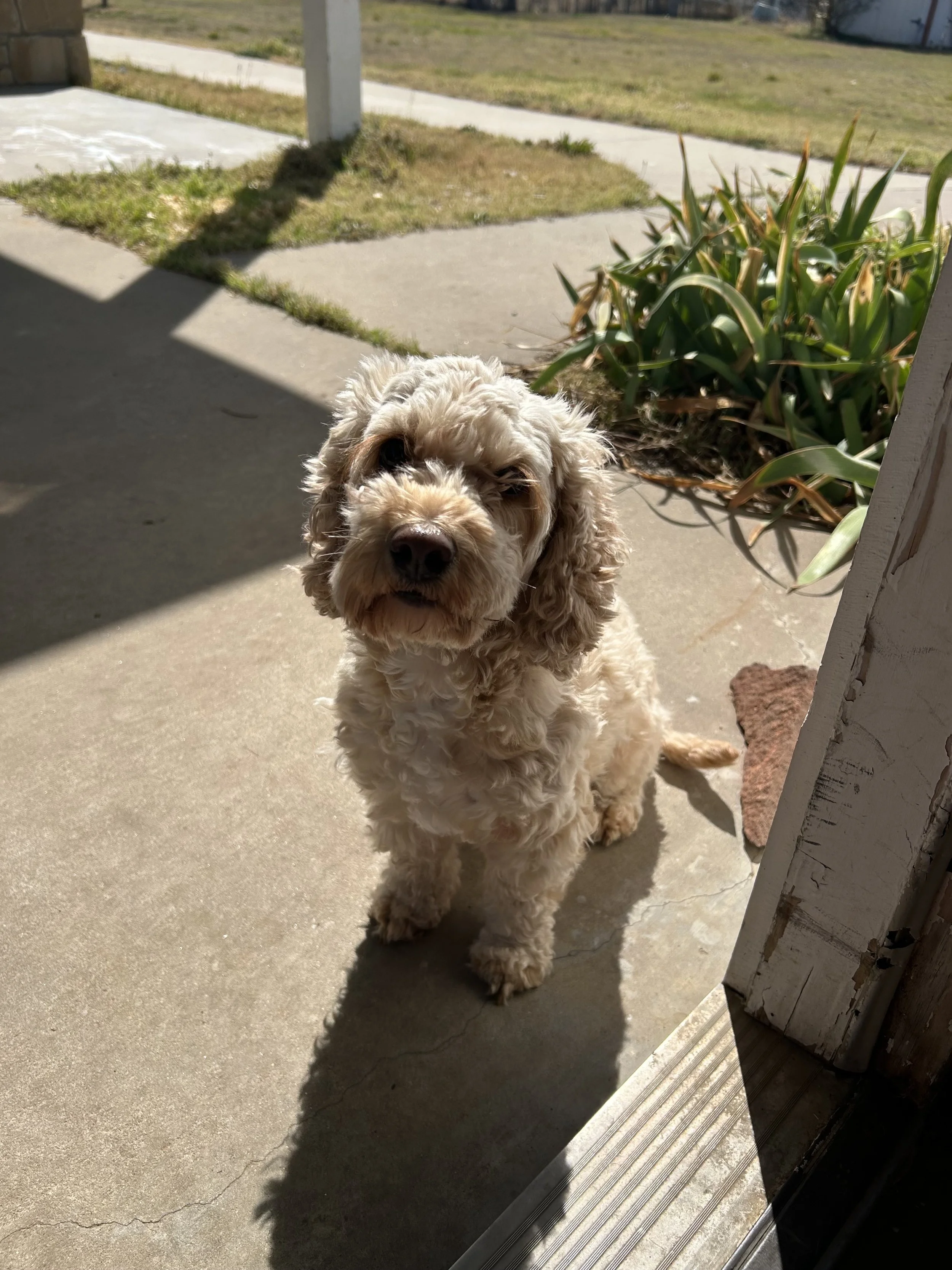 A fluffy light-colored dog with curly fur sitting outside on a concrete porch, partially in shadow, next to some green plants and a wooden doorframe.