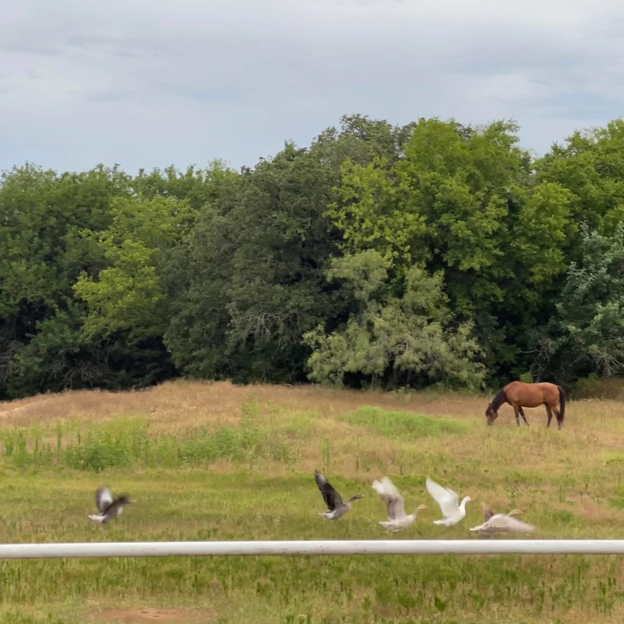 A brown horse grazing near a line of white birds with black markings on a grassy field, with a background of dense green trees under a cloudy sky.
