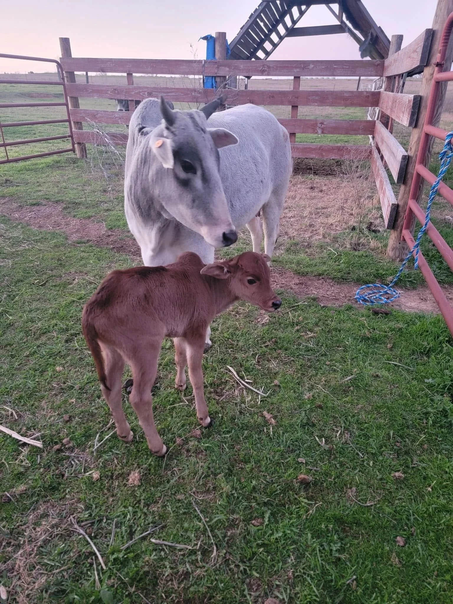 A gray donkey and a brown calf standing on a grassy farm area surrounded by fencing, with a wooden livestock chute in the background.