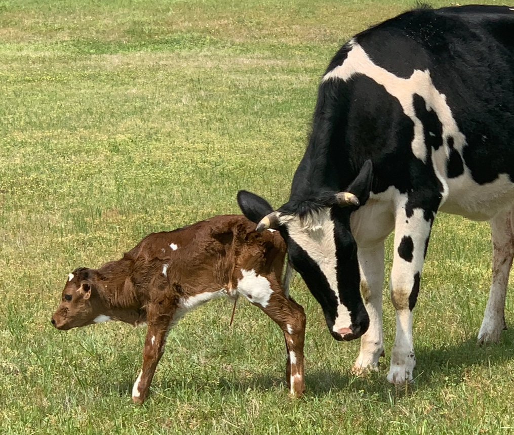 A cow and a calf grazing on a grassy field, with the cow nuzzling the calf.