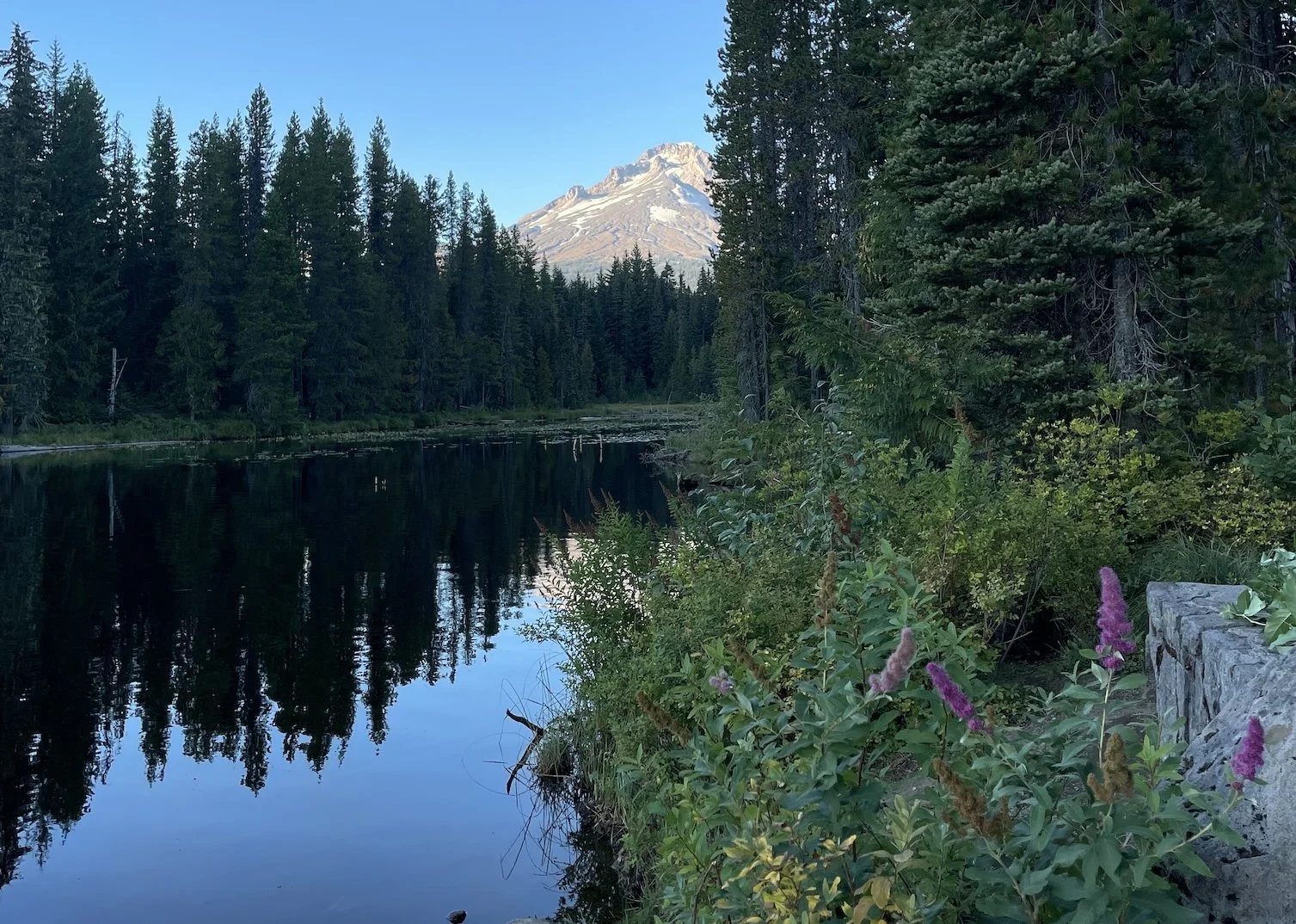 Mount Hood rising above a dark pine forest, reflected in the still water of Trillium Lake, with pink wildflowers along the shore at dusk.