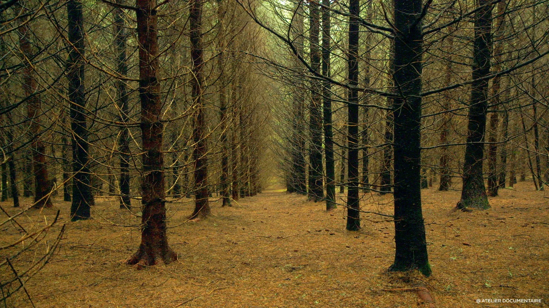 Le temps des forêts_4.jpg