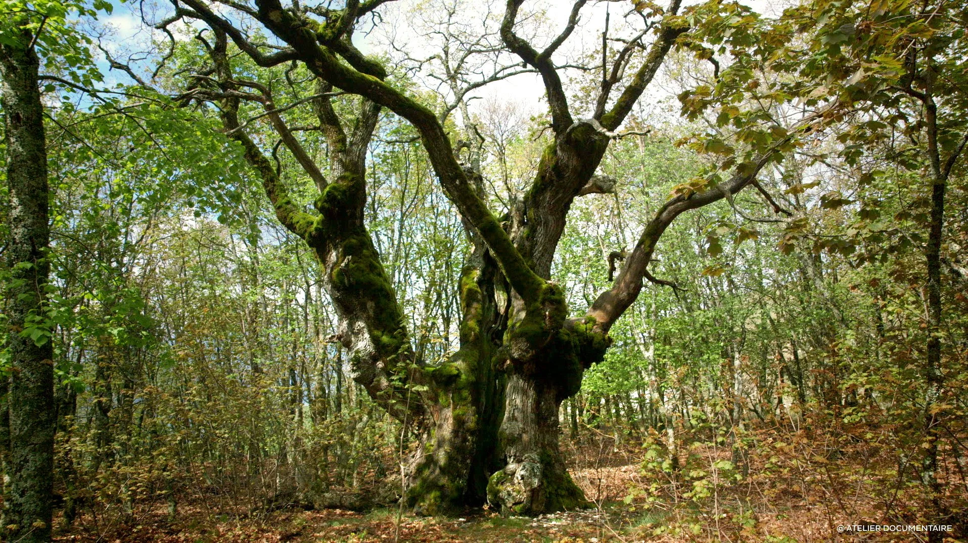 Le temps des forêts_1.jpg