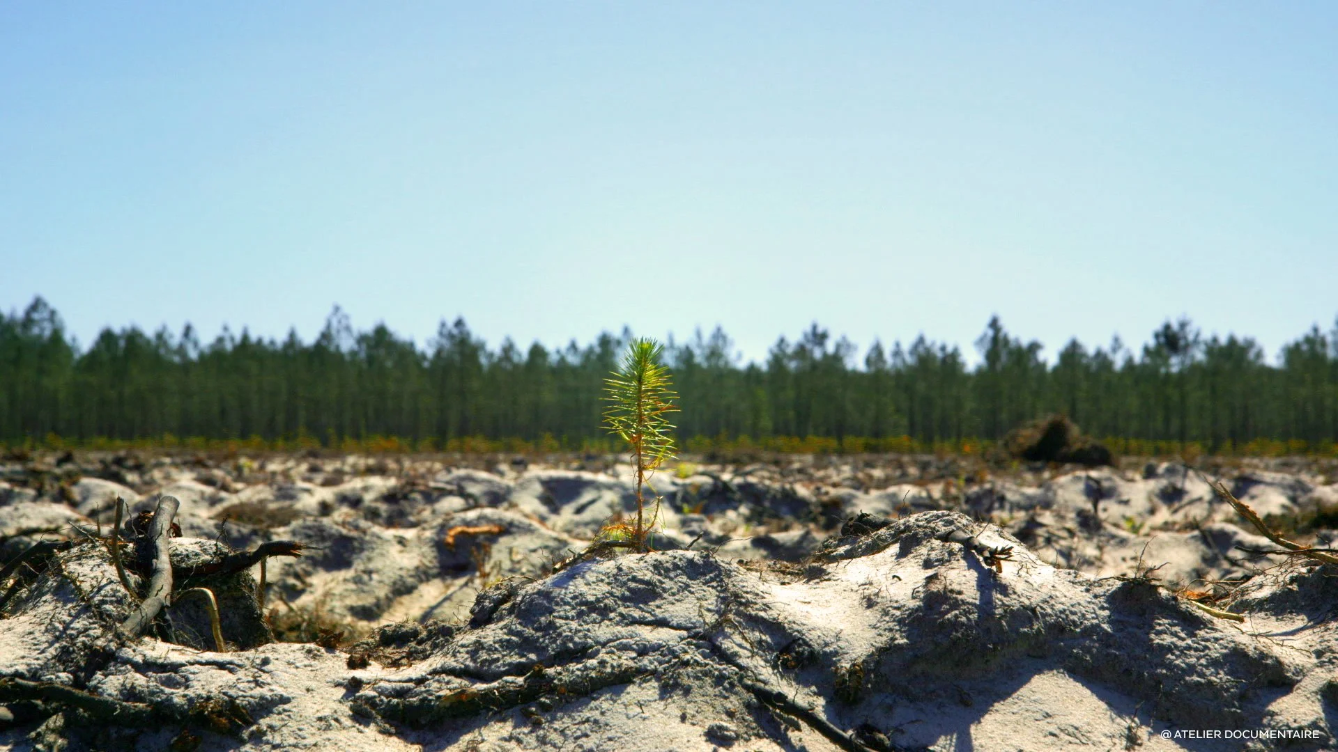 Le temps des forêts_3.jpg