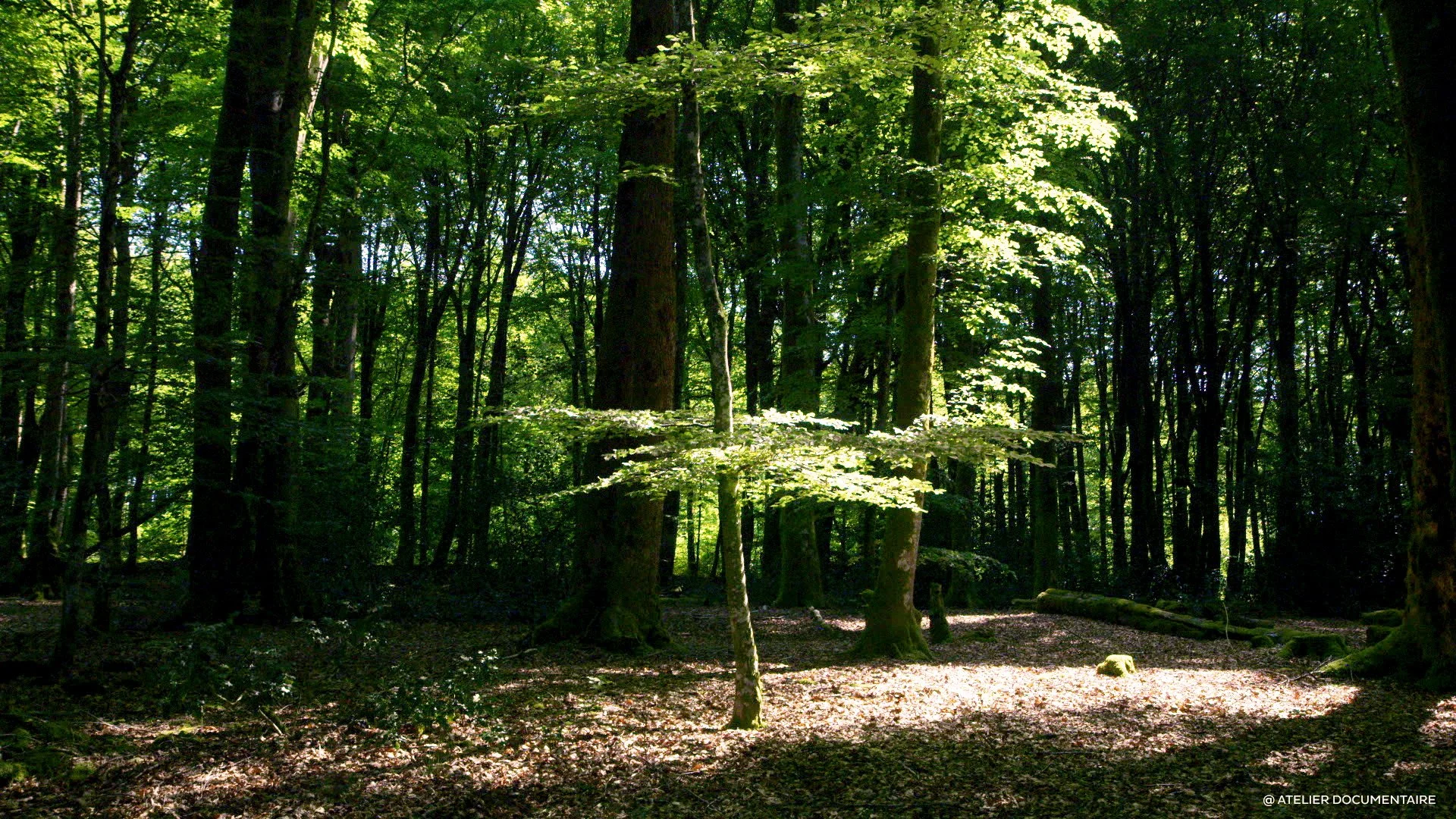Le temps des forêts_7.jpg