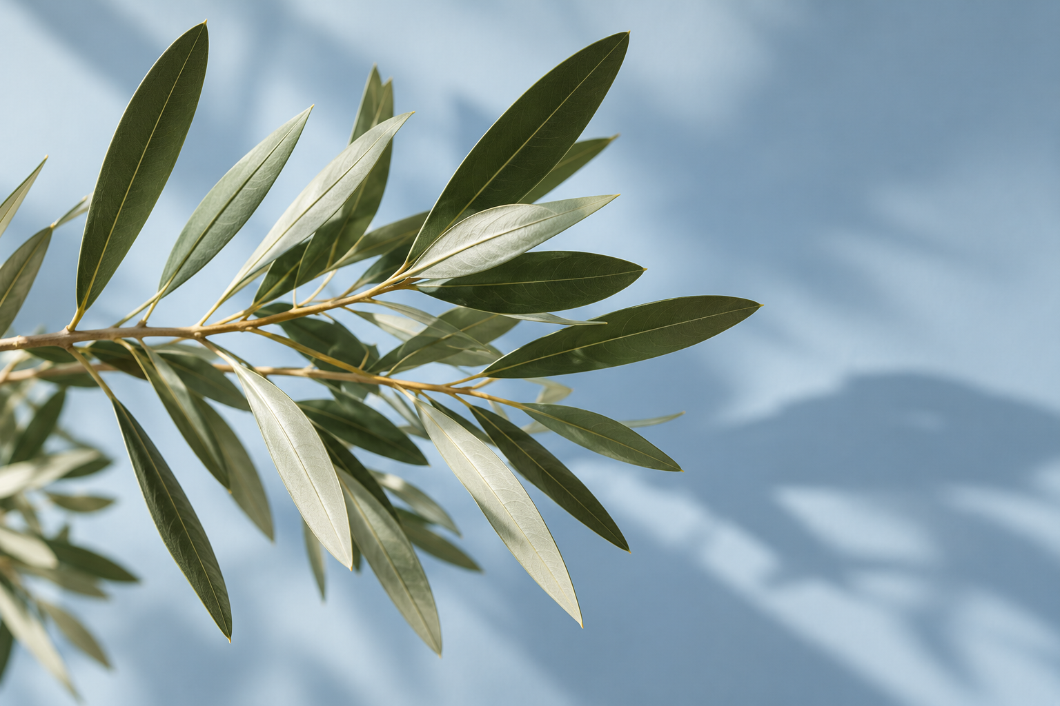 leaves on blue background