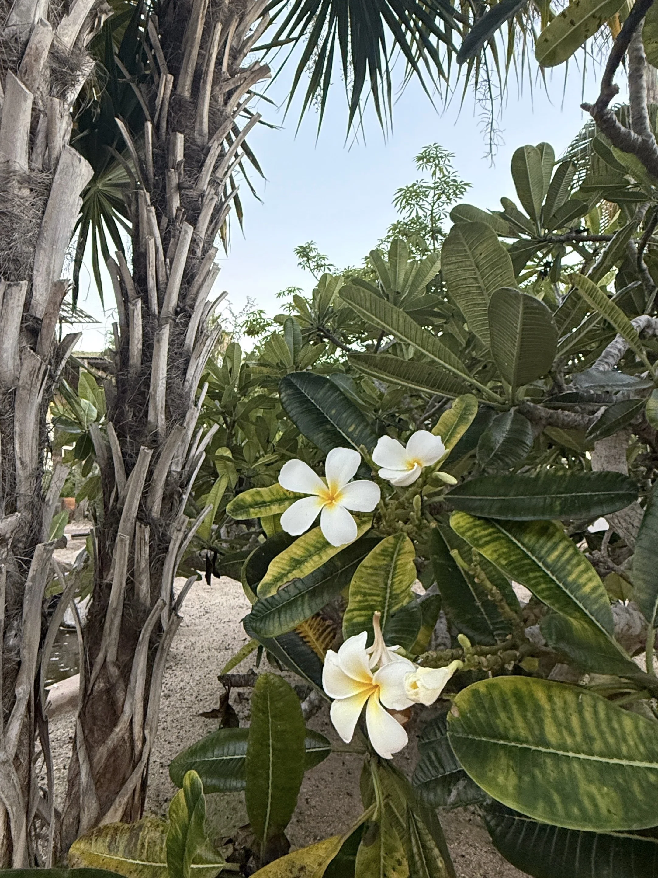 White and yellow plumeria flowers blooming on a tropical shrub in Todos Santos, Mexico, surrounded by lush green foliage