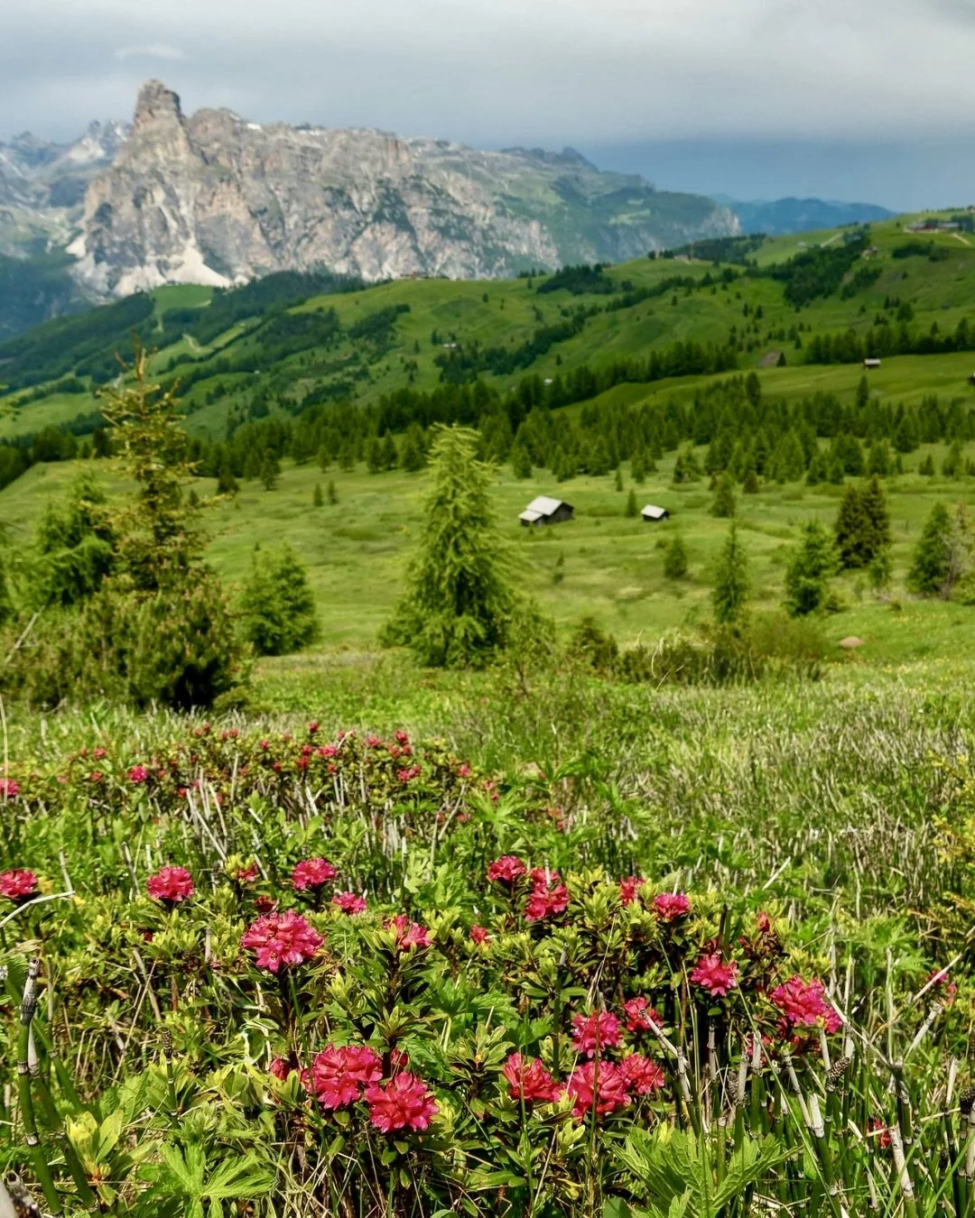 Pink alpine roses blooming in a green meadow with pine trees, mountain chalets, and dramatic Dolomites of Italy peaks in the background