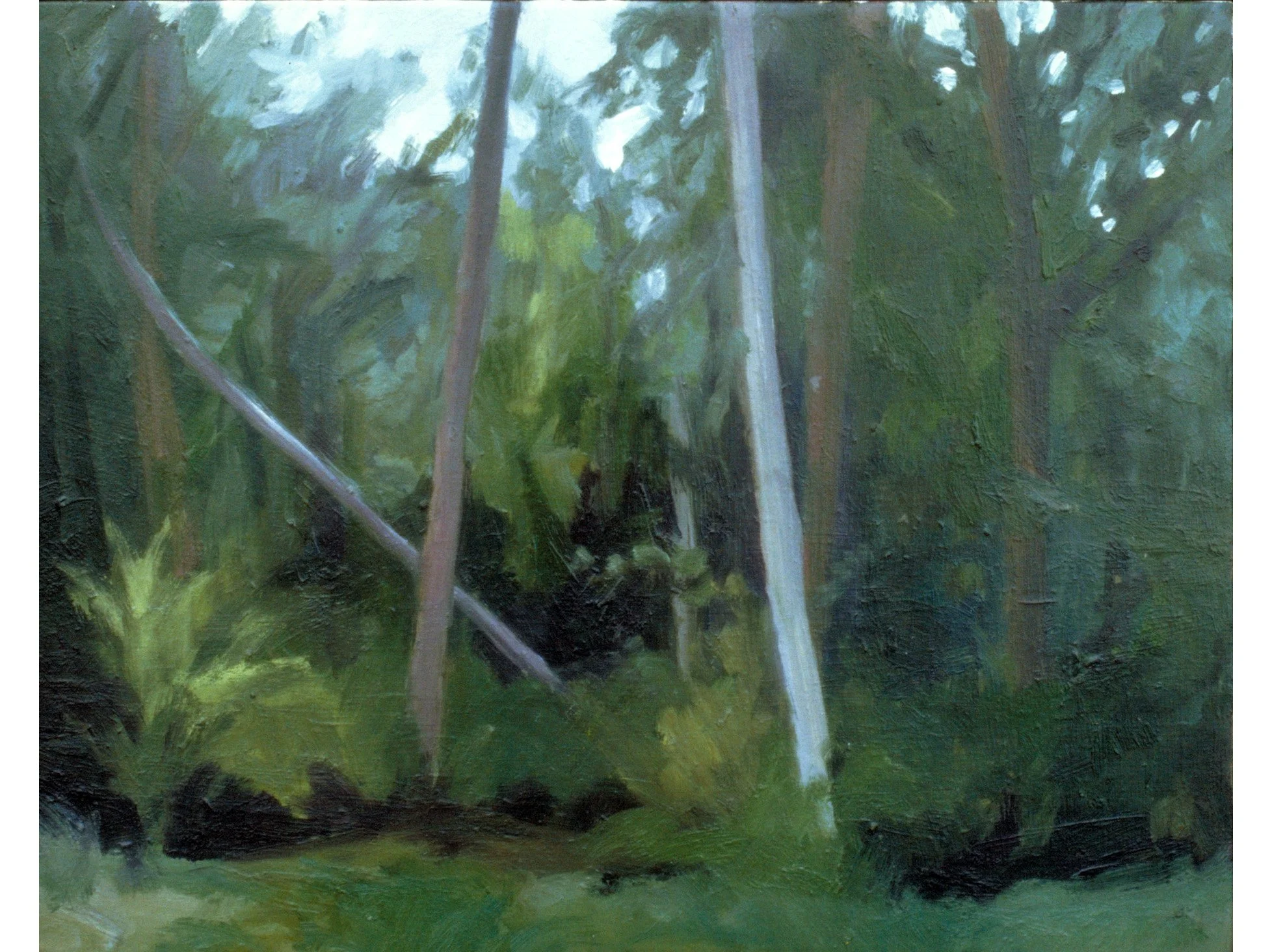Woods on a rainy day, oil on board, 15 x 12 inches