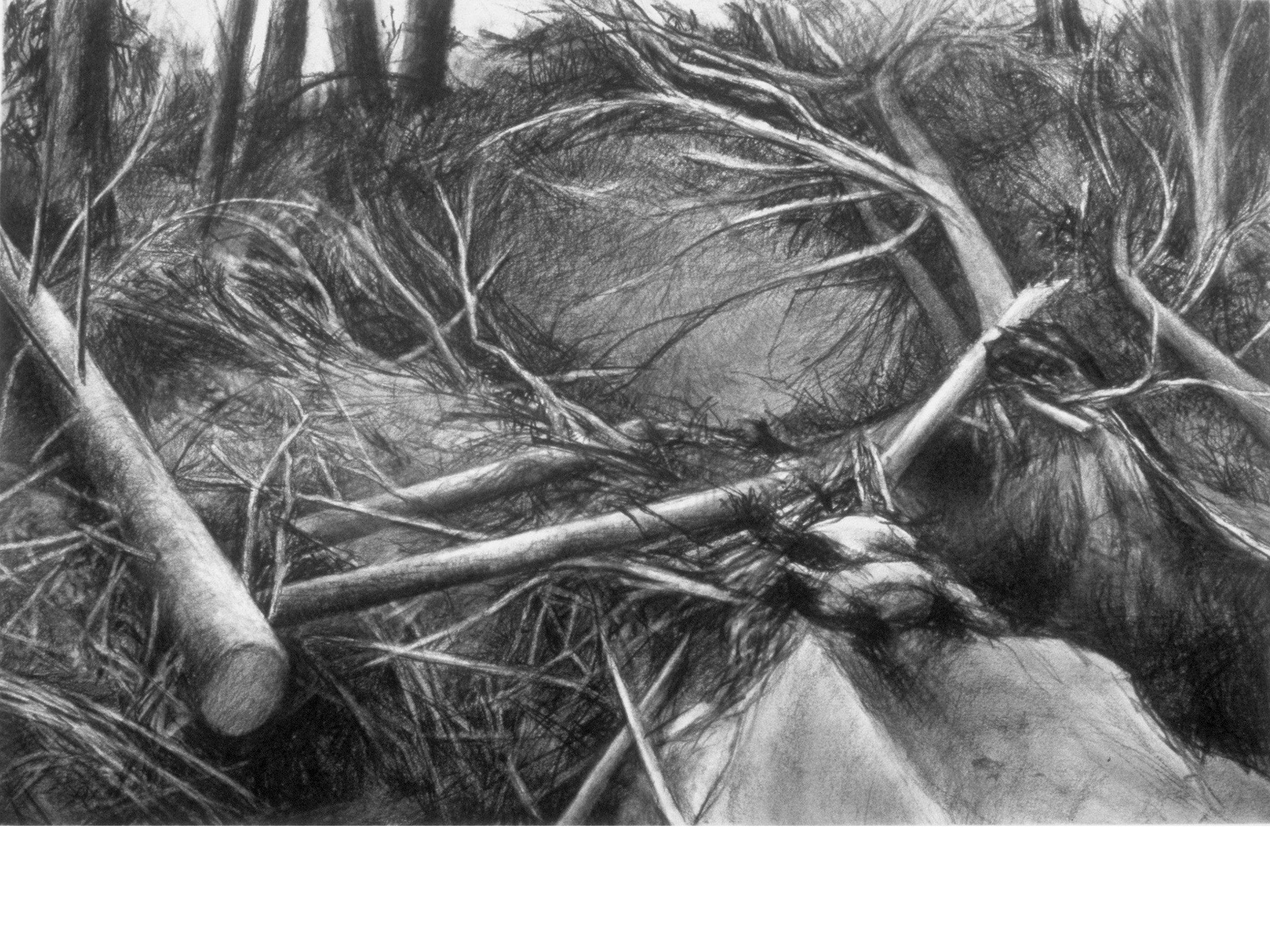 Landslide on Toe Jam Hill, charcoal on paper, 40 x 22 inches
