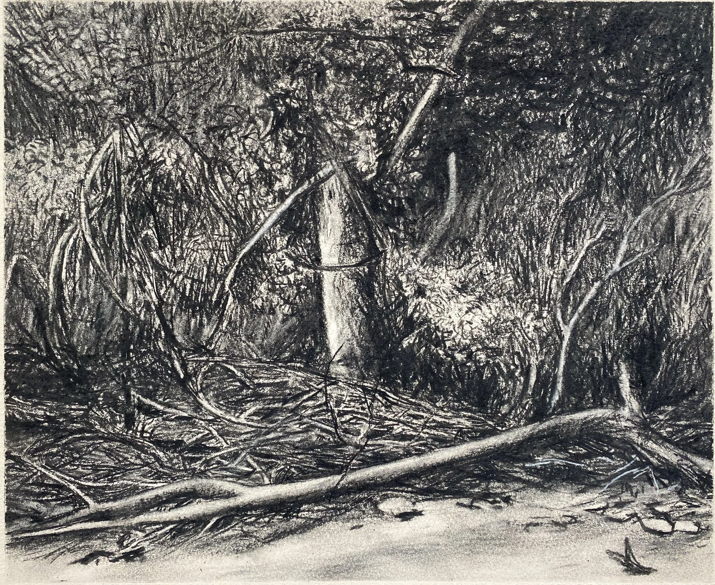 Small landslide at Port Gamble, charcoal on paper, 14 x 10 inches
