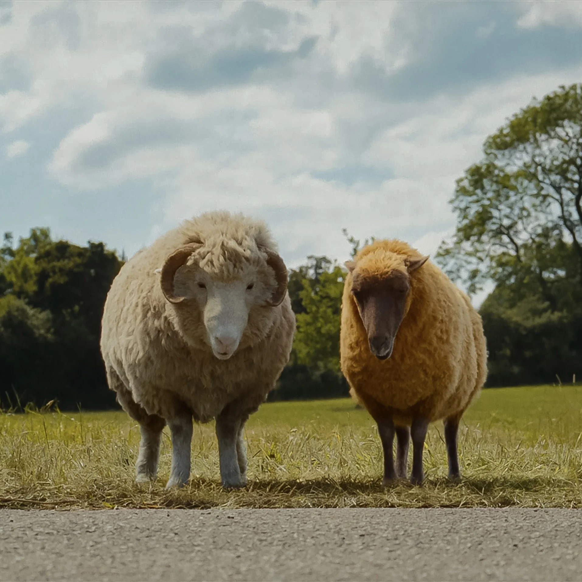 The Sheep Detectives