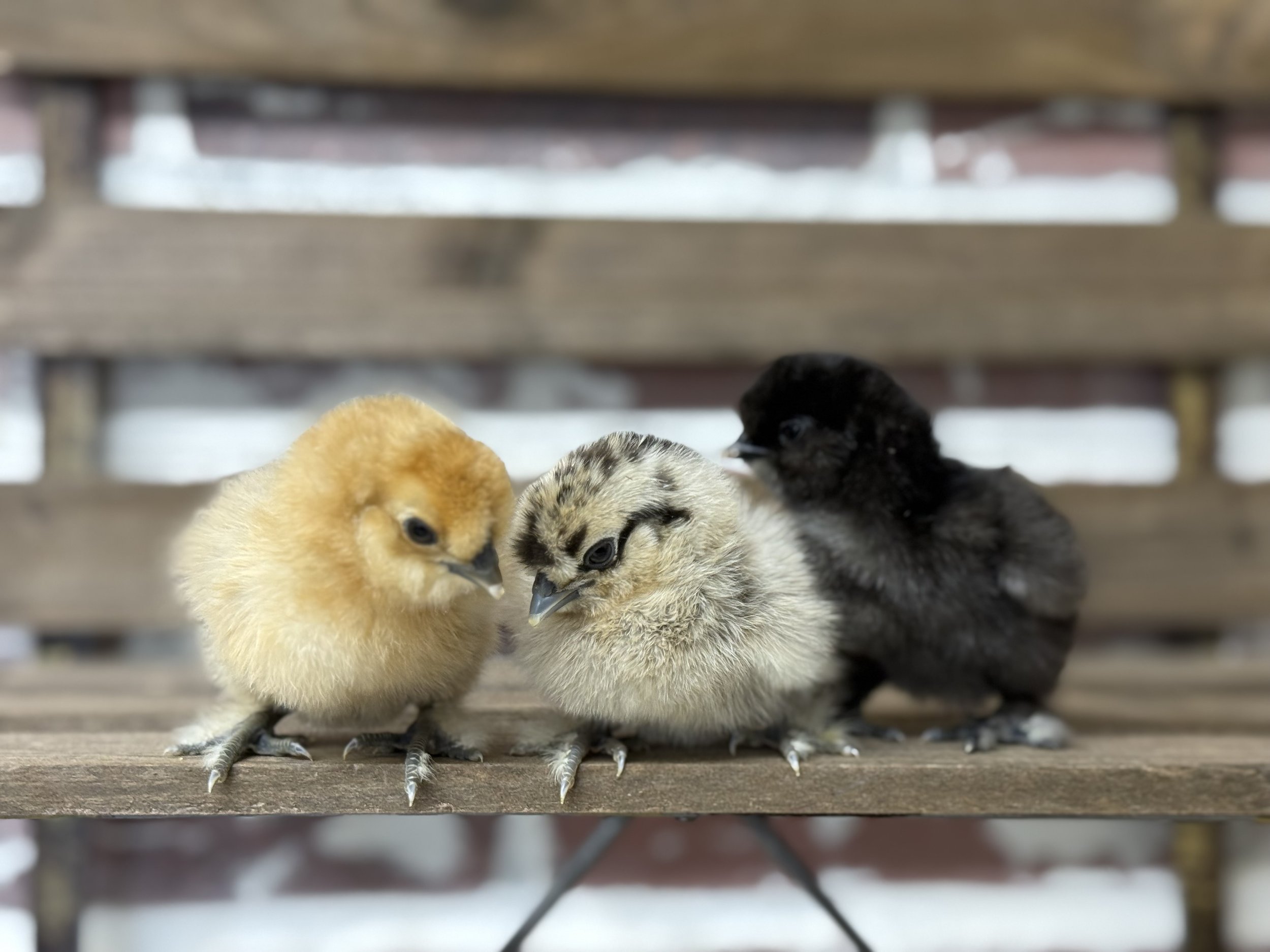 Silkie Chicks