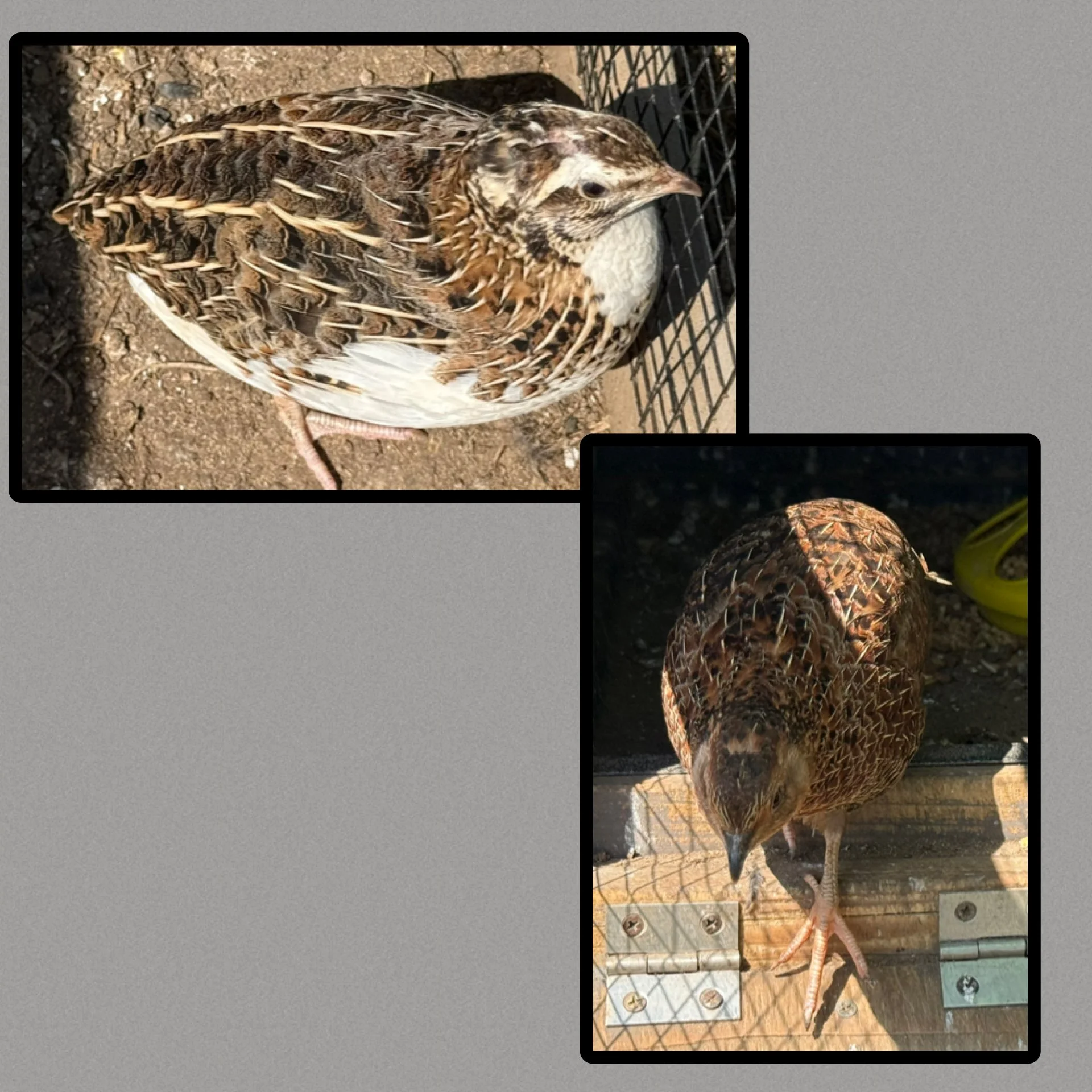 Pharoah Quail