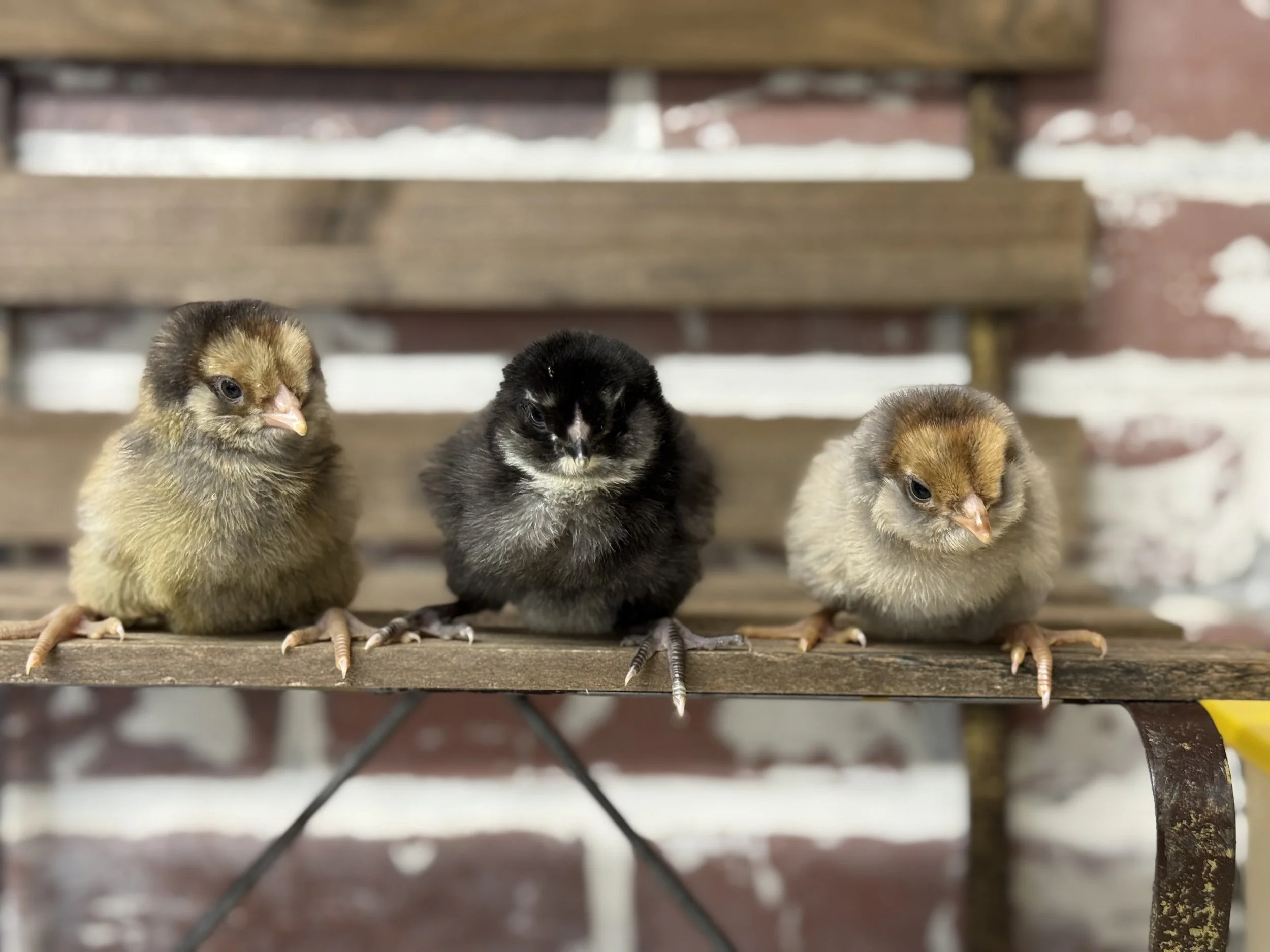 Americauna Chicks