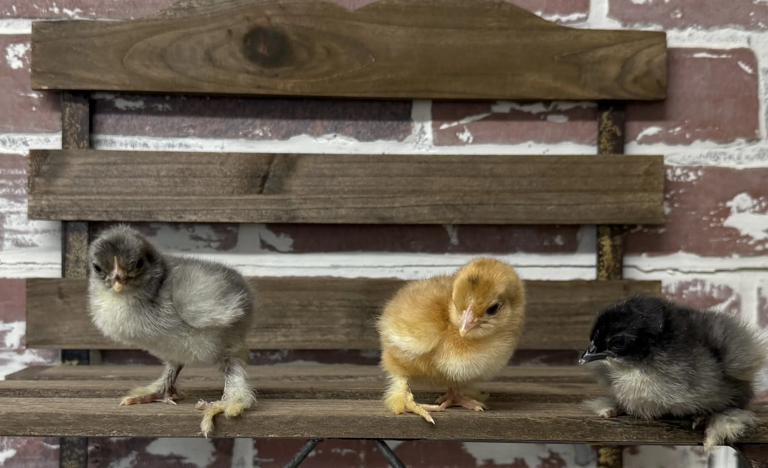 Cochin Bantam Chicks