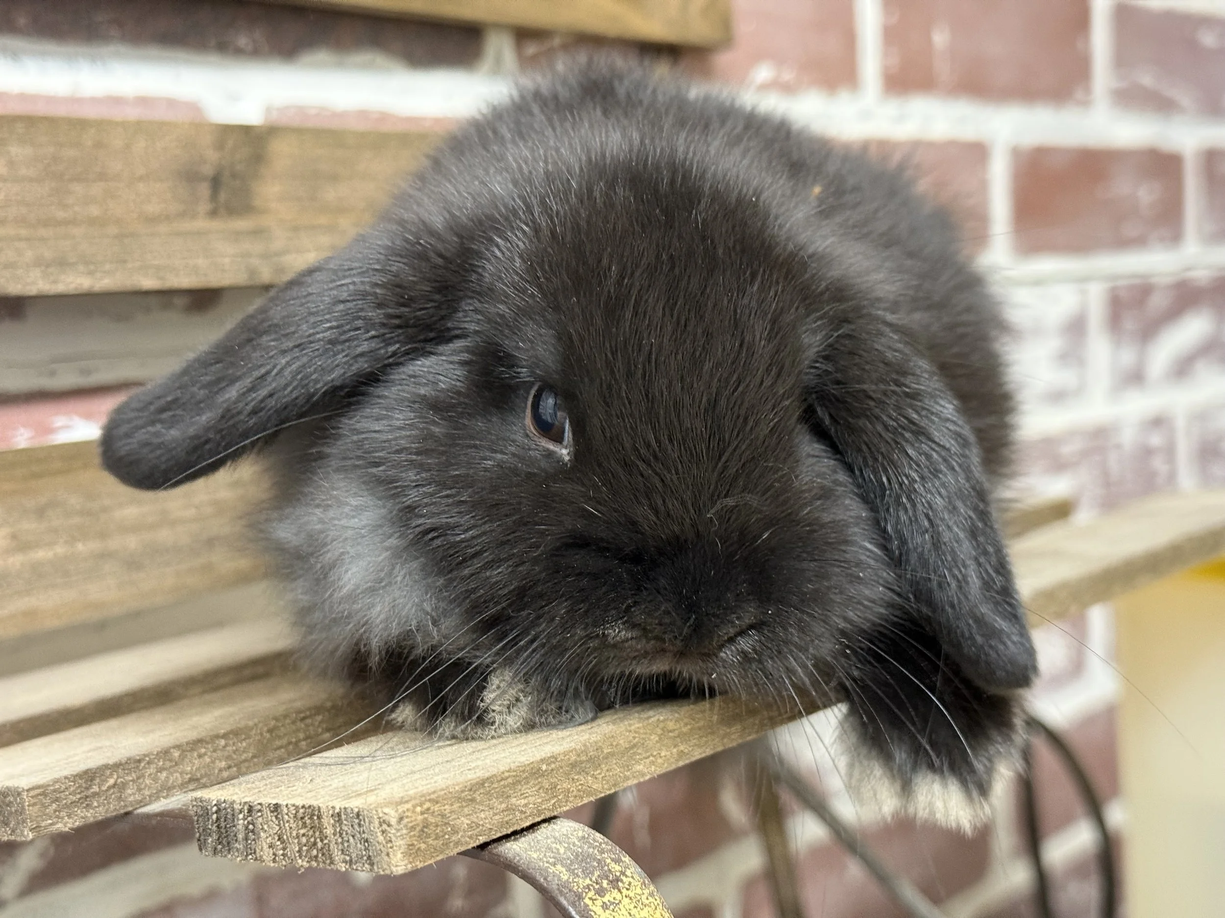 Holland Lop Rabbit