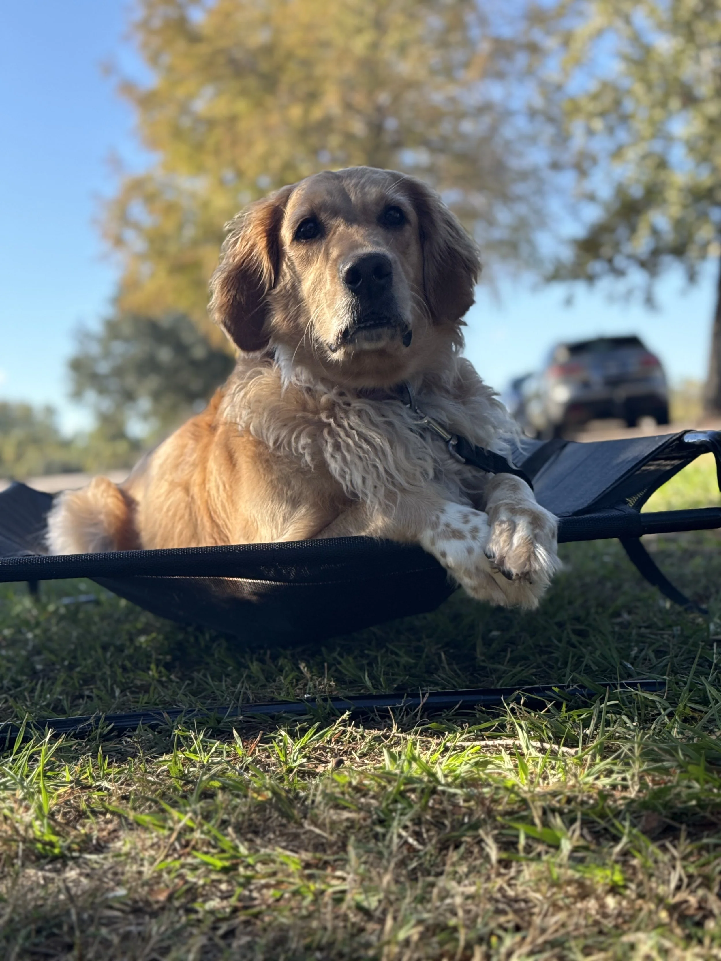 A dog with a light brown and white coat relaxing on a black fabric hammock outdoors on grassy ground, with trees and a car in the background, under a blue sky.