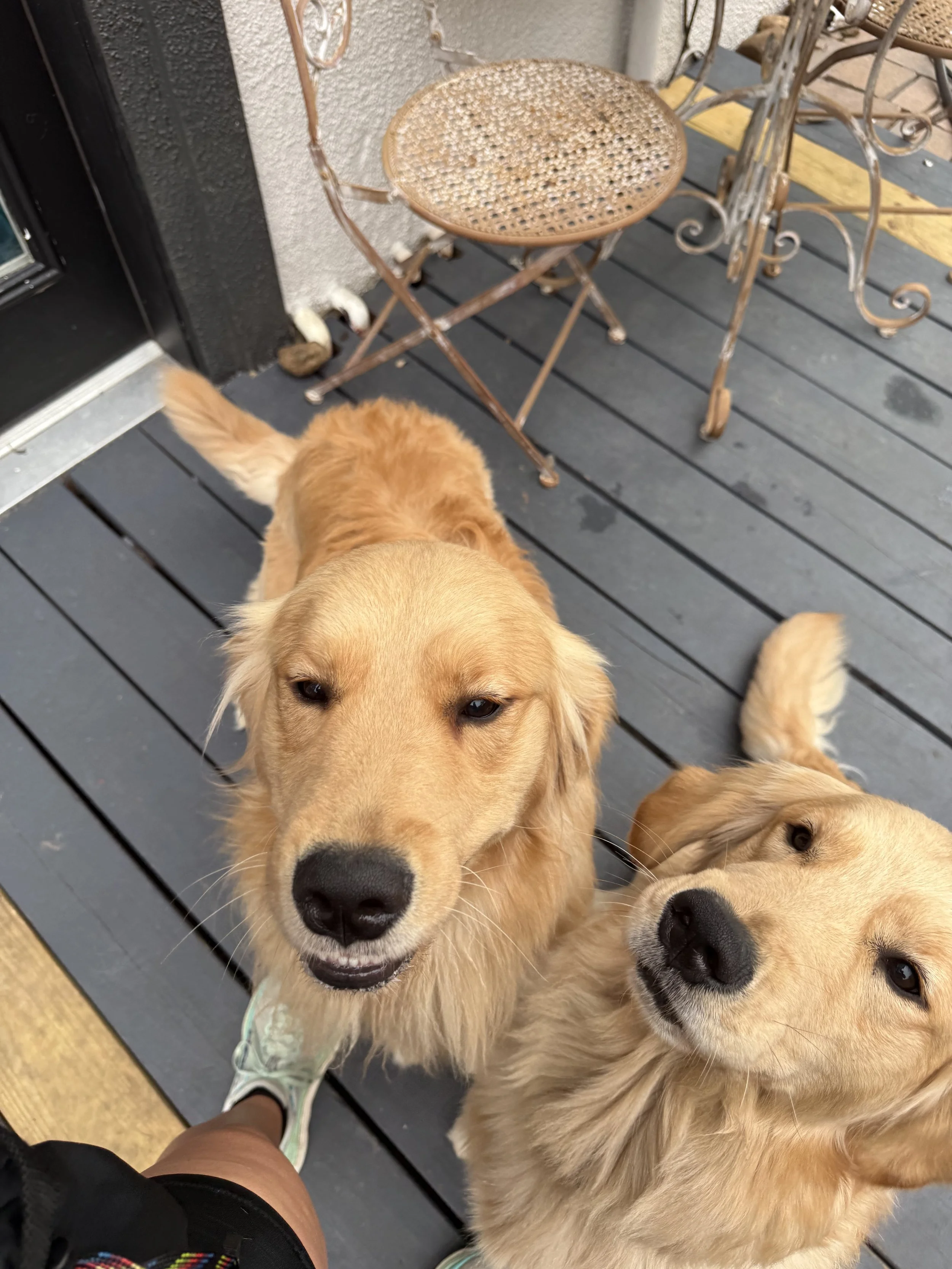 Two golden retriever dogs on a wooden porch with one looking up at the camera and the other lying down. A person's legs and shoes are visible in the foreground. There are vintage-style metal chairs and a small table in the background.