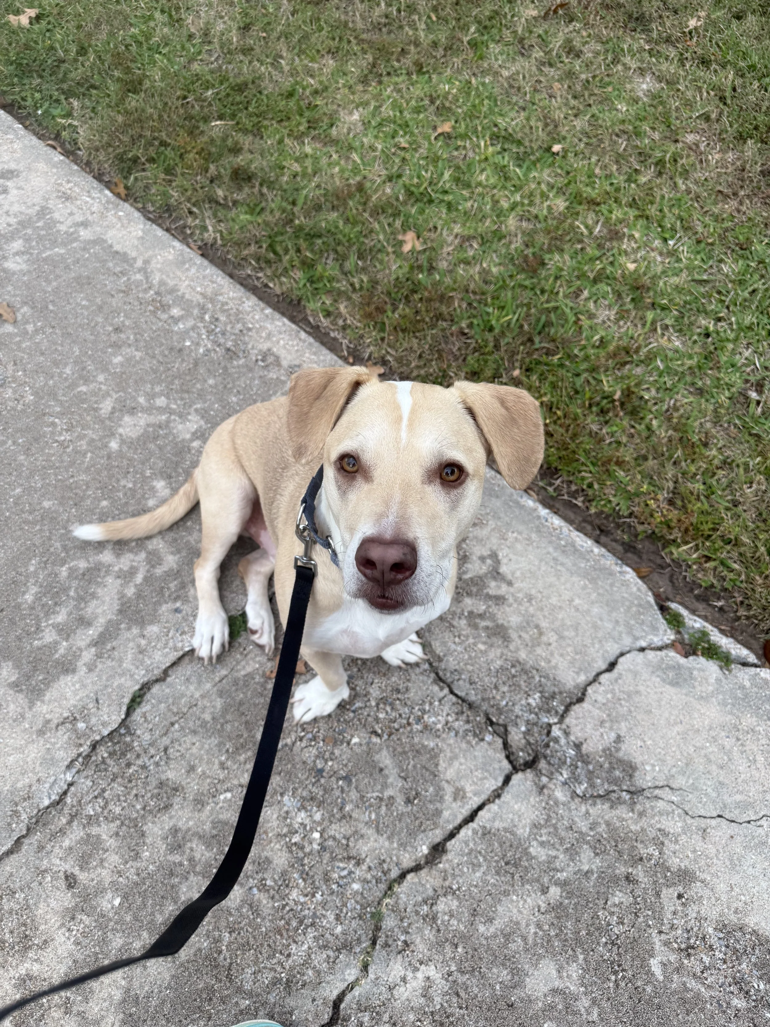 A tan and white dog sitting on a cracked concrete sidewalk next to grass, looking up at the camera with brown eyes and floppy ears.