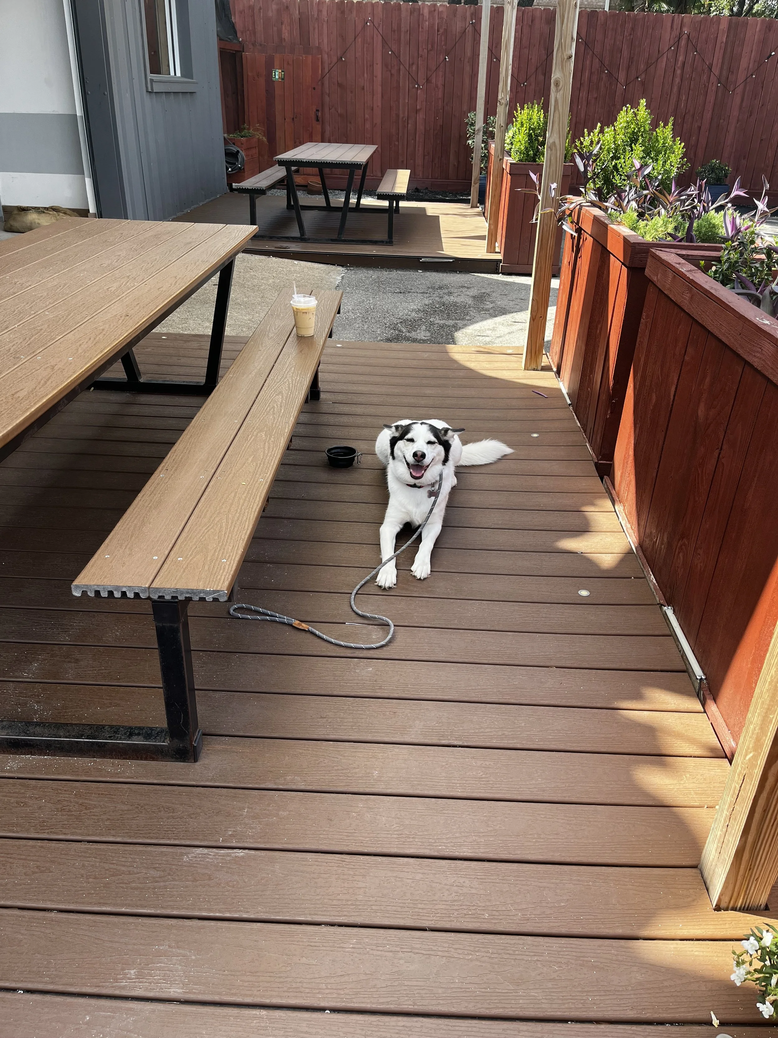 A smiling dog with black and white fur lying on a wooden deck next to a social media iced coffee drink in a clear cup with a straw. The deck has wooden overhangs and is enclosed with a red wooden fence, with potted plants and string lights visible in the background.