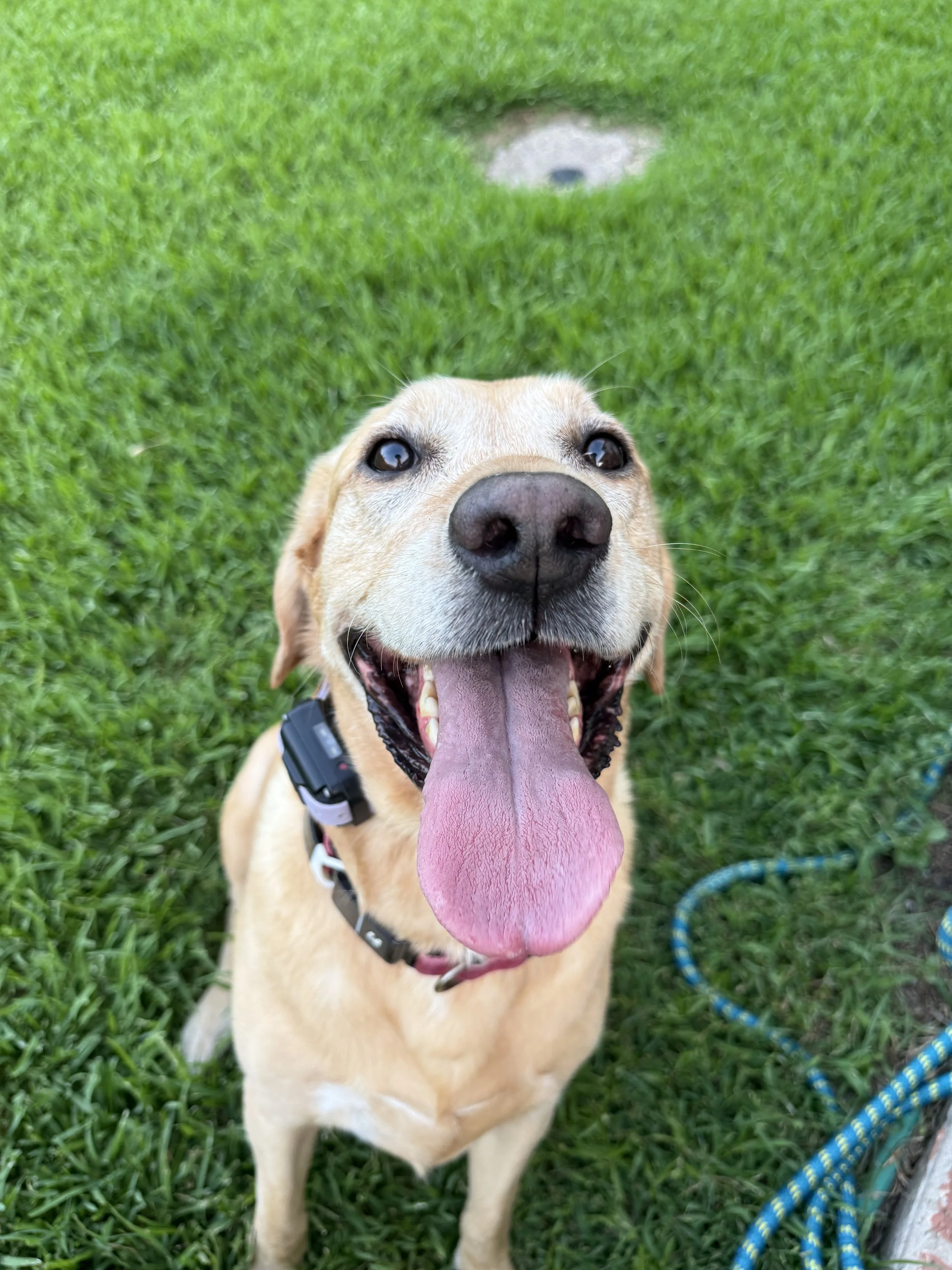 Close-up of a happy, tan Labrador Retriever dog with its tongue out, sitting on green grass, wearing a black collar, with a blue and yellow rope leash nearby, and a hole in the grass in the background.