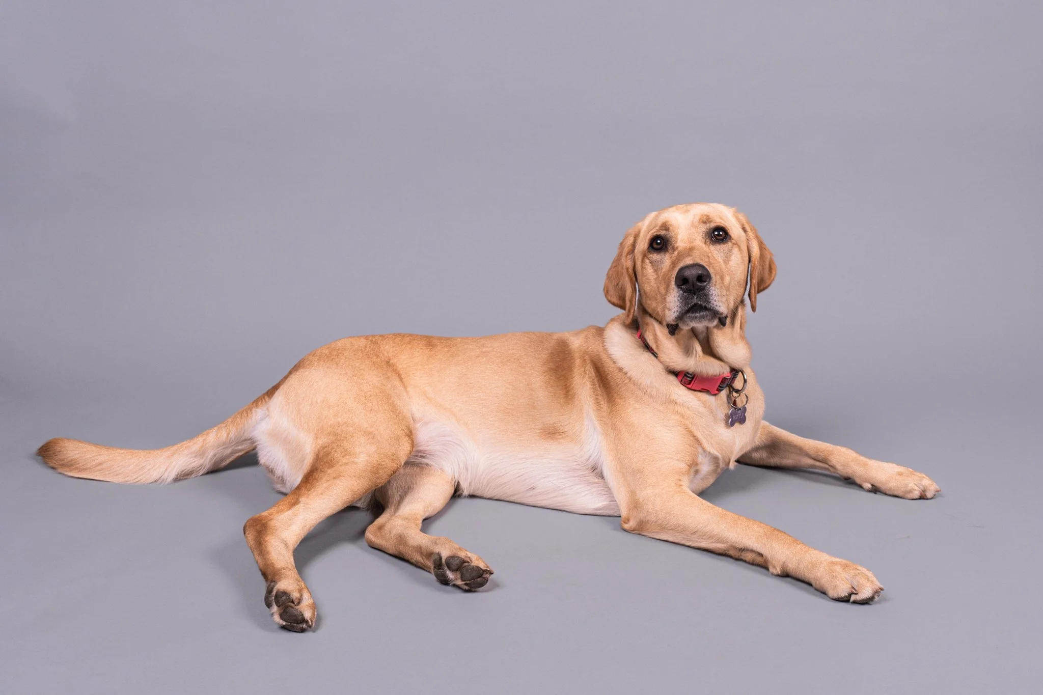 A tan and white dog lying down on a gray background, looking at the camera.