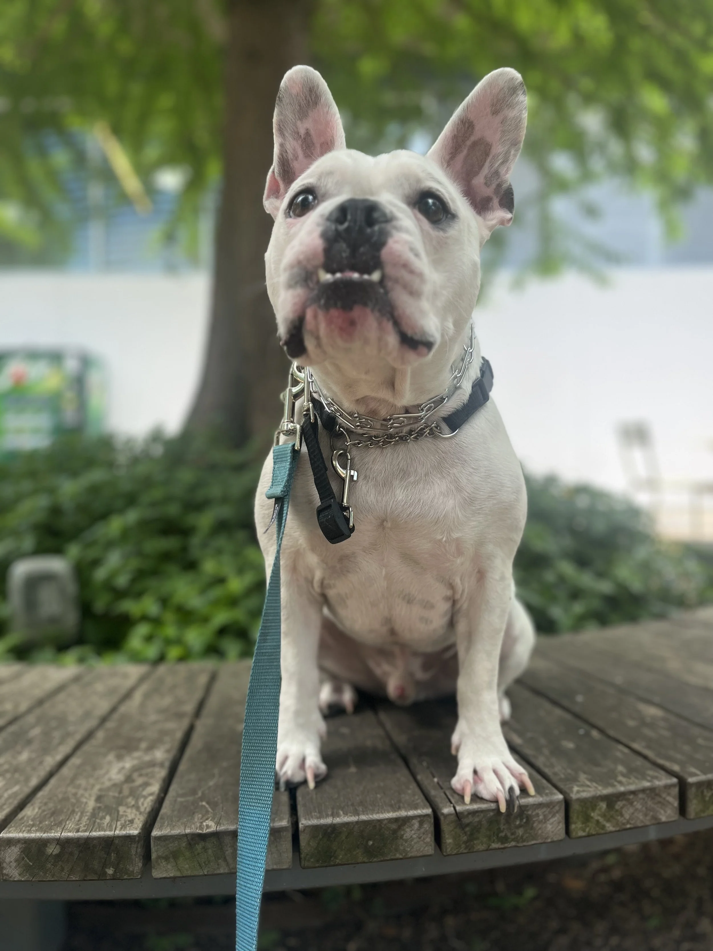 A white French Bulldog sitting on a wooden platform outdoors, with a leash and collar, in front of green trees.