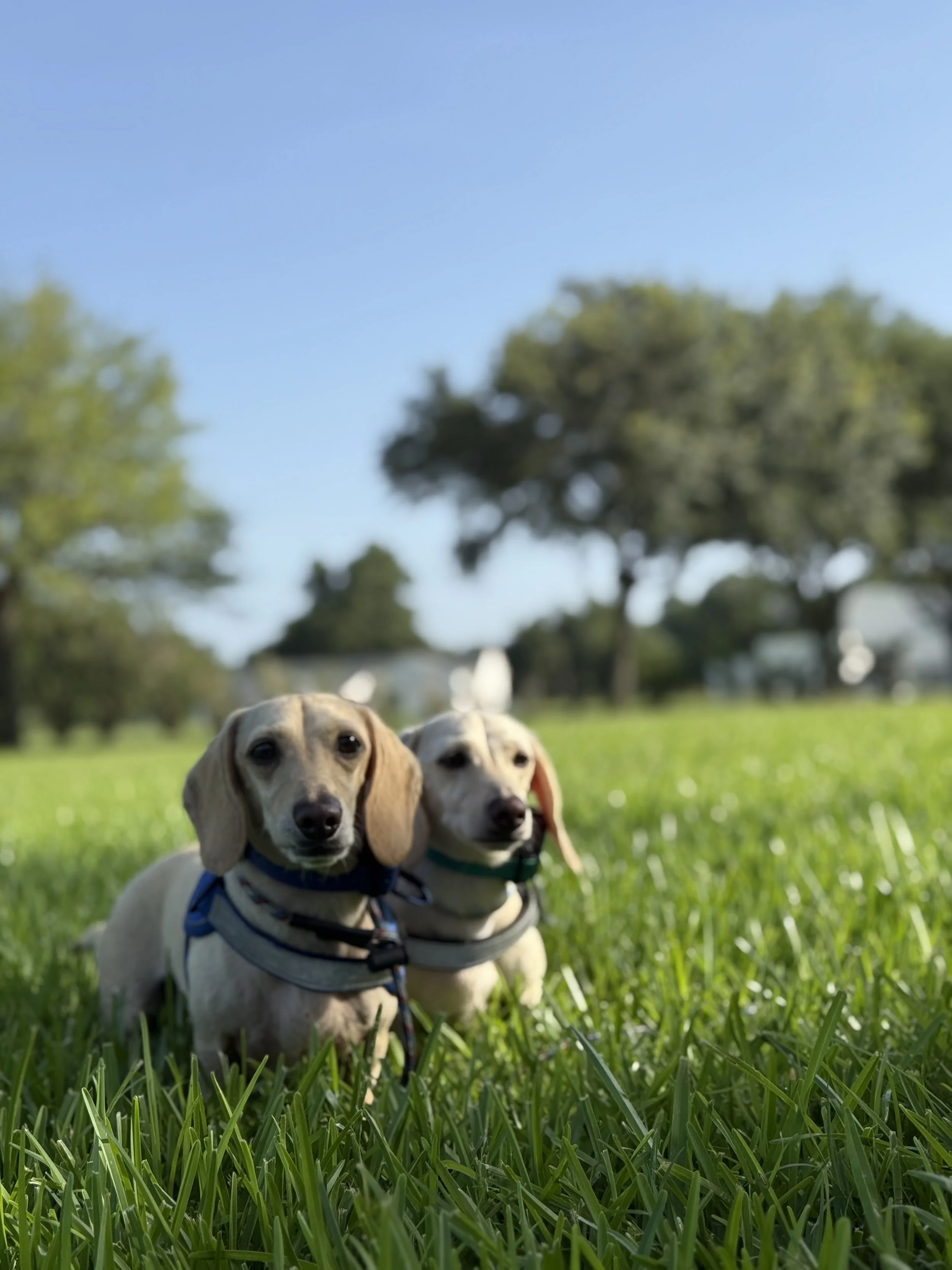 Two adorable puppies with floppy ears and wearing harnesses sit on lush green grass in a park on a sunny day, with trees and a clear blue sky in the background.