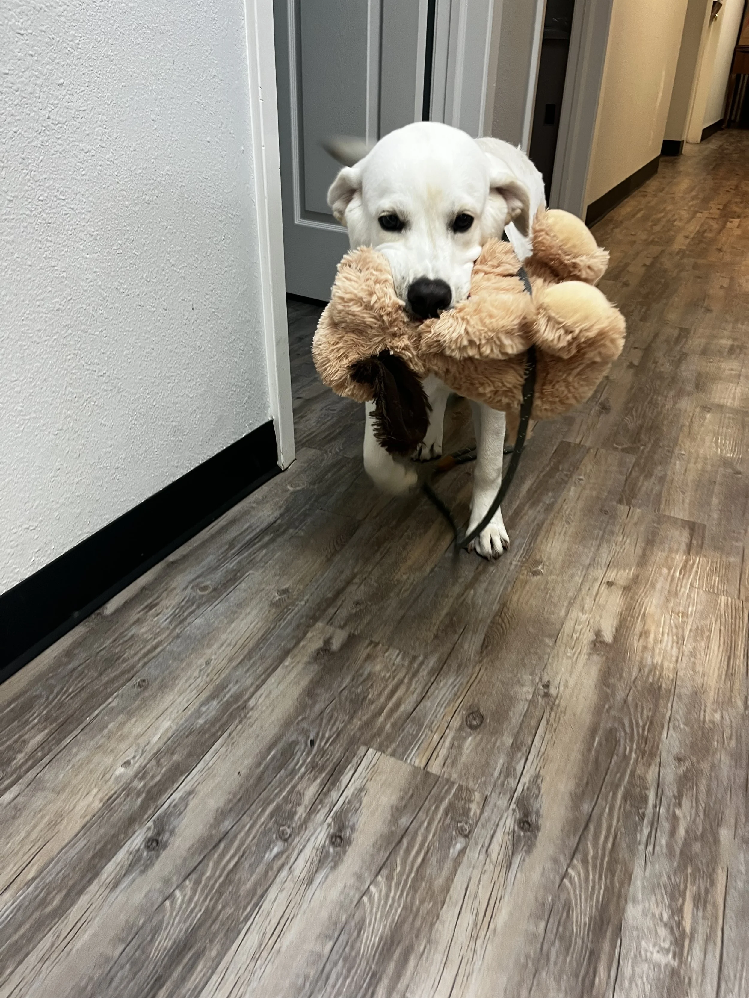 A white dog holding a large brown plush teddy bear in its mouth, walking on a wooden floor corridor near a white wall and doorway.