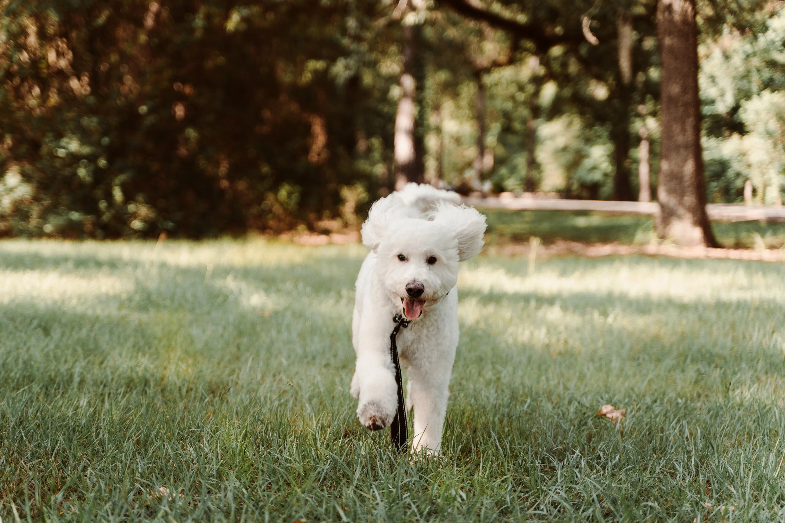 A white fluffy dog running on a grassy park with trees in the background on a sunny day.