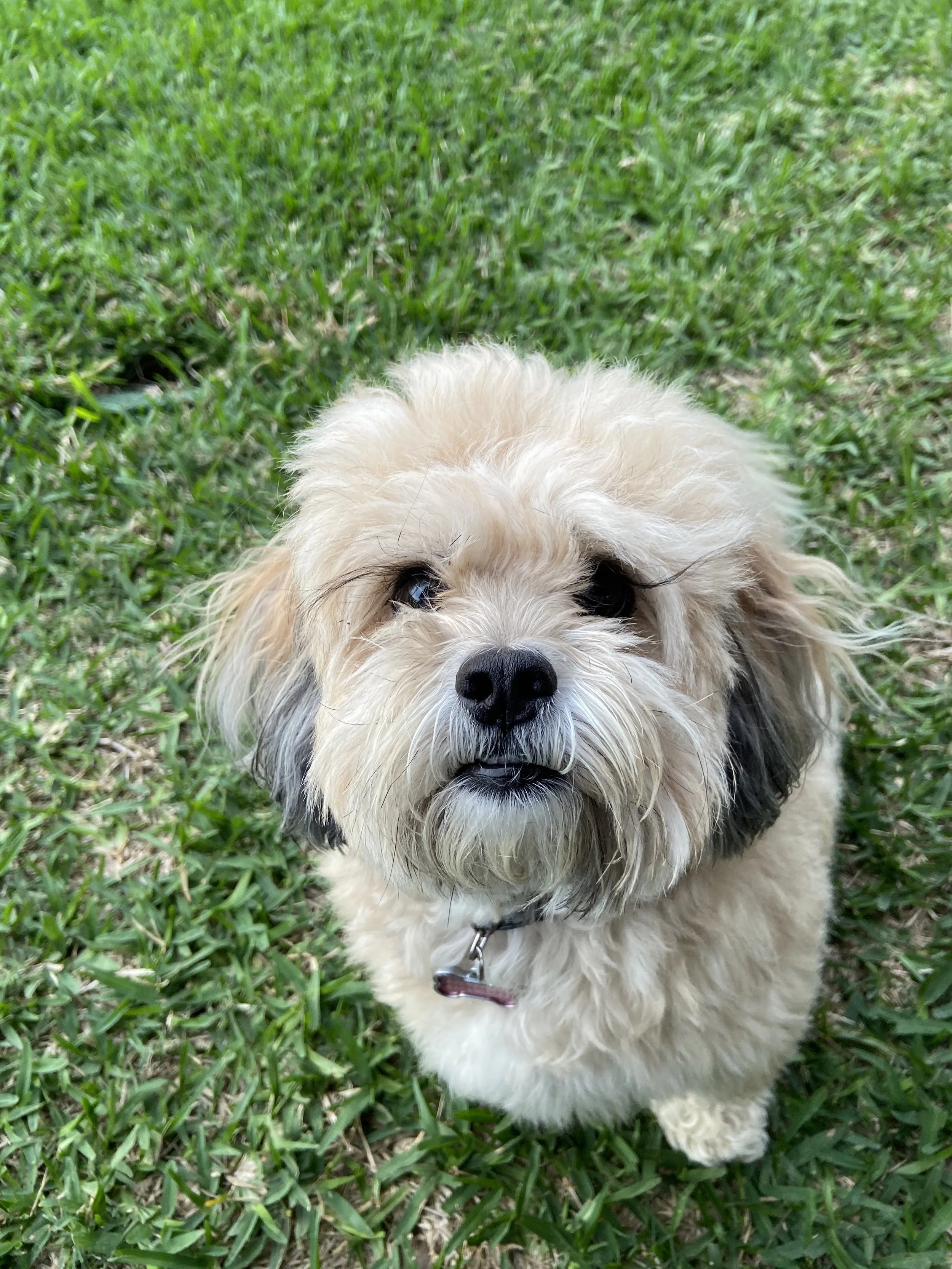 A fluffy beige and black dog with big dark eyes, sitting on green grass and looking at the camera.