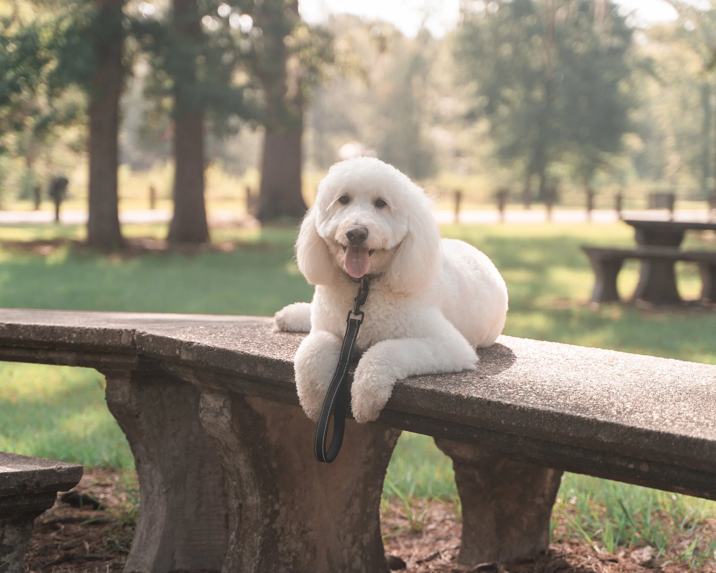 A white dog with curly fur sitting on a wooden park bench with a leash, in a park with green grass and tall trees in the background.