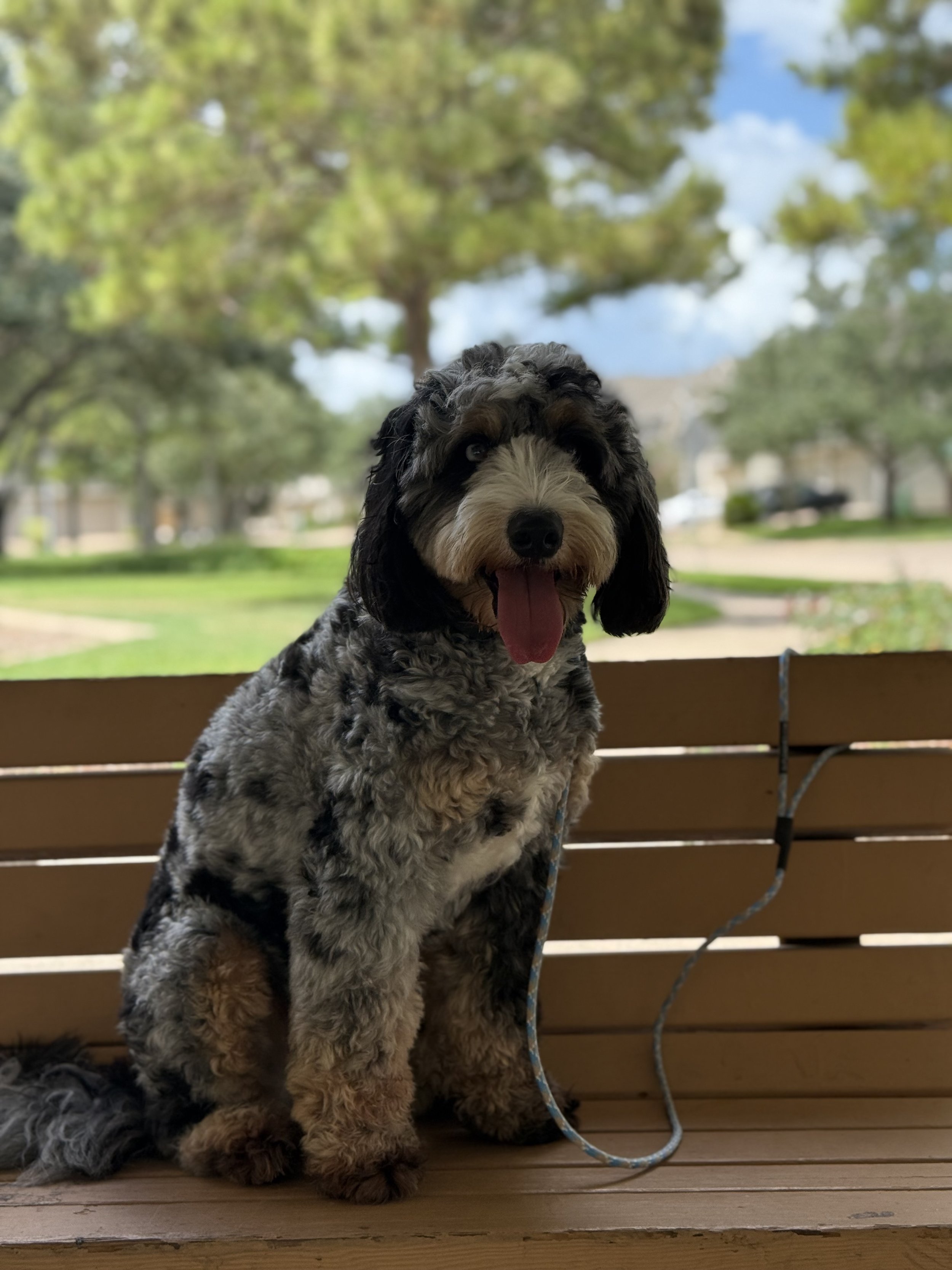 A happy black and white fluffy dog sitting on a wooden bench outdoors in a park with green trees and a blue sky in the background.