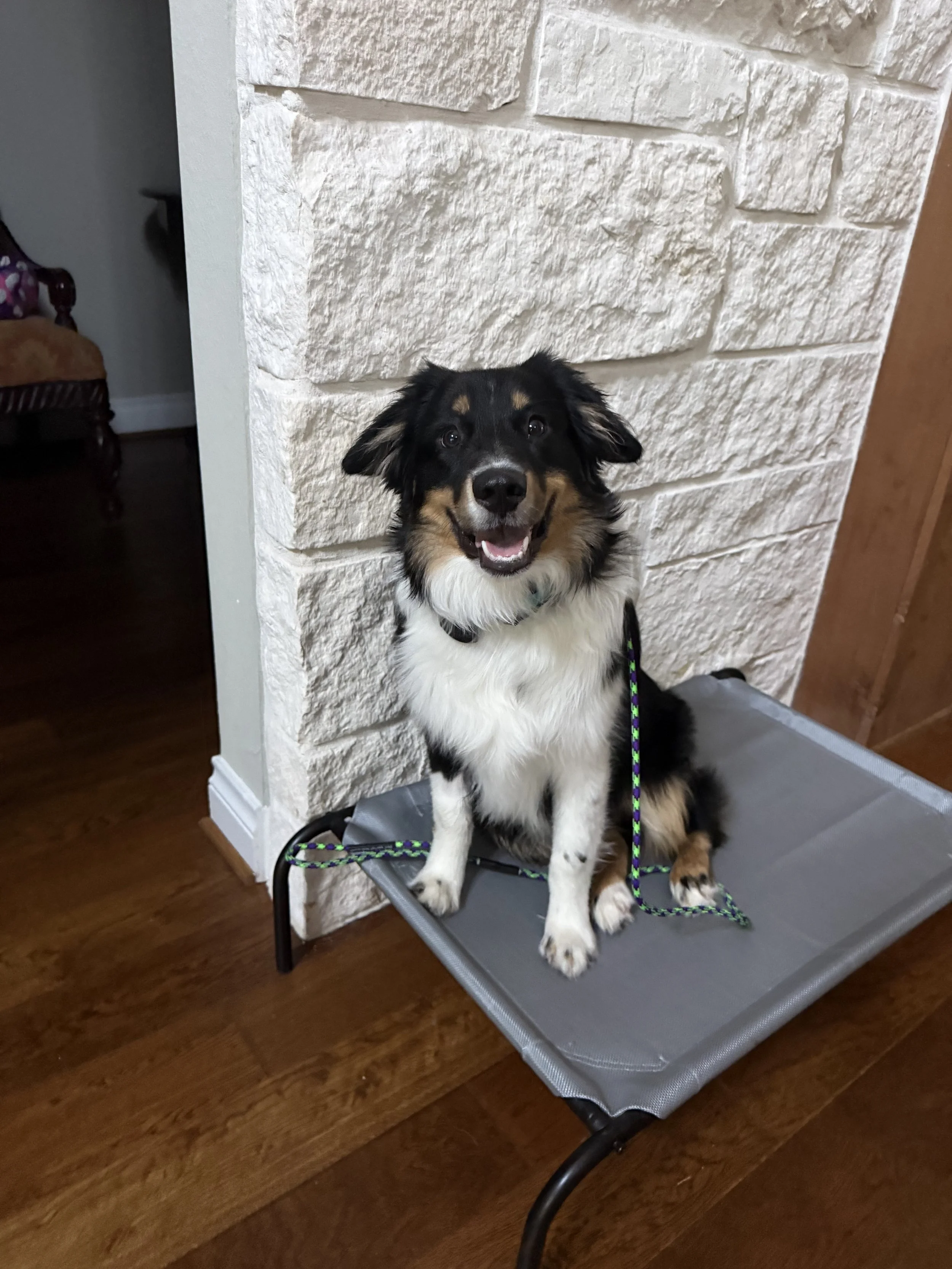 A happy black, white, and tan dog sitting on a gray elevated pet bed, with a leash attached, next to a white textured wall and a wooden floor.