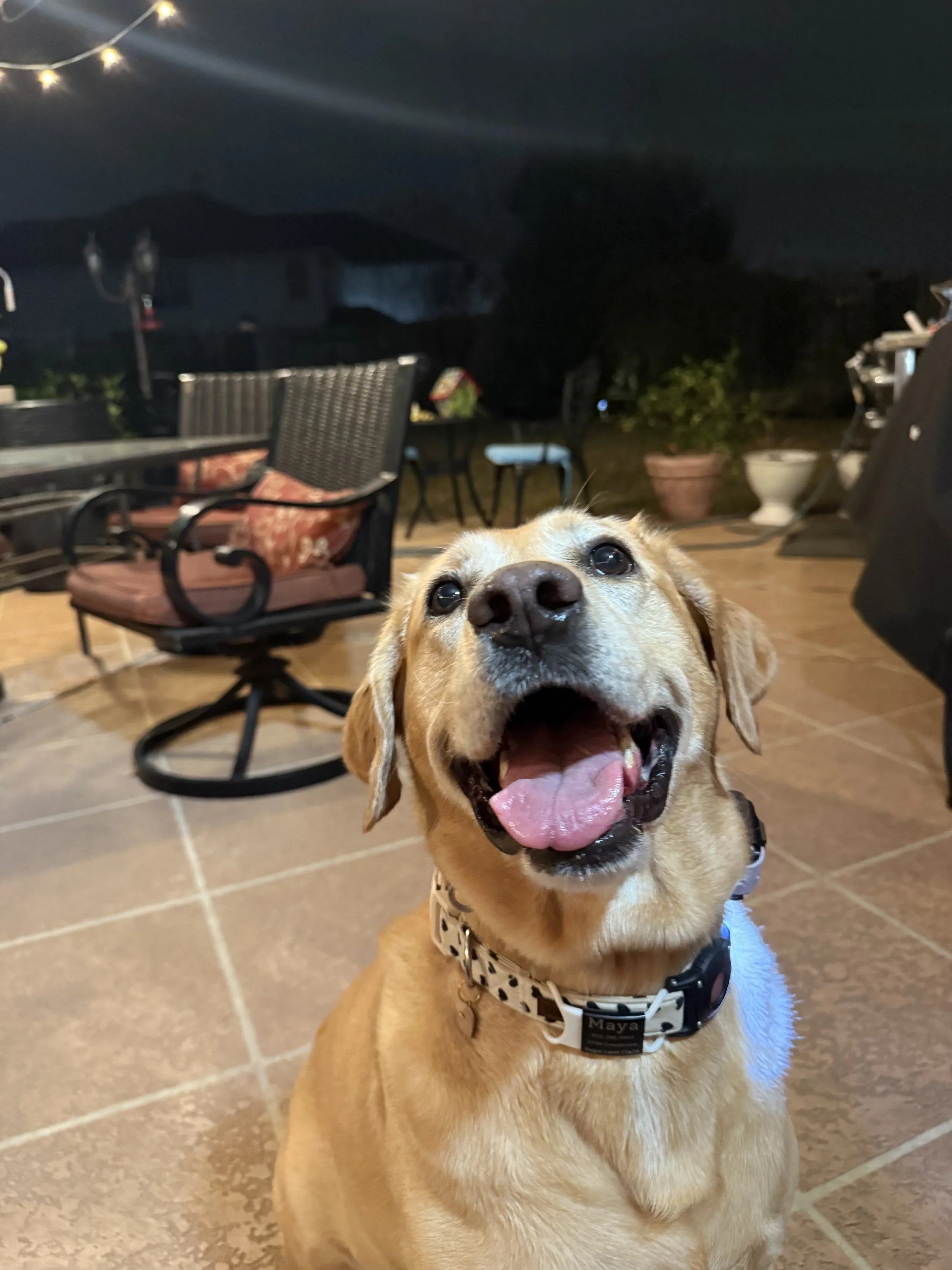 A happy, tan dog with a spotted collar sitting on a tiled floor inside a house. The background includes patio furniture, potted plants, and a dark night sky.