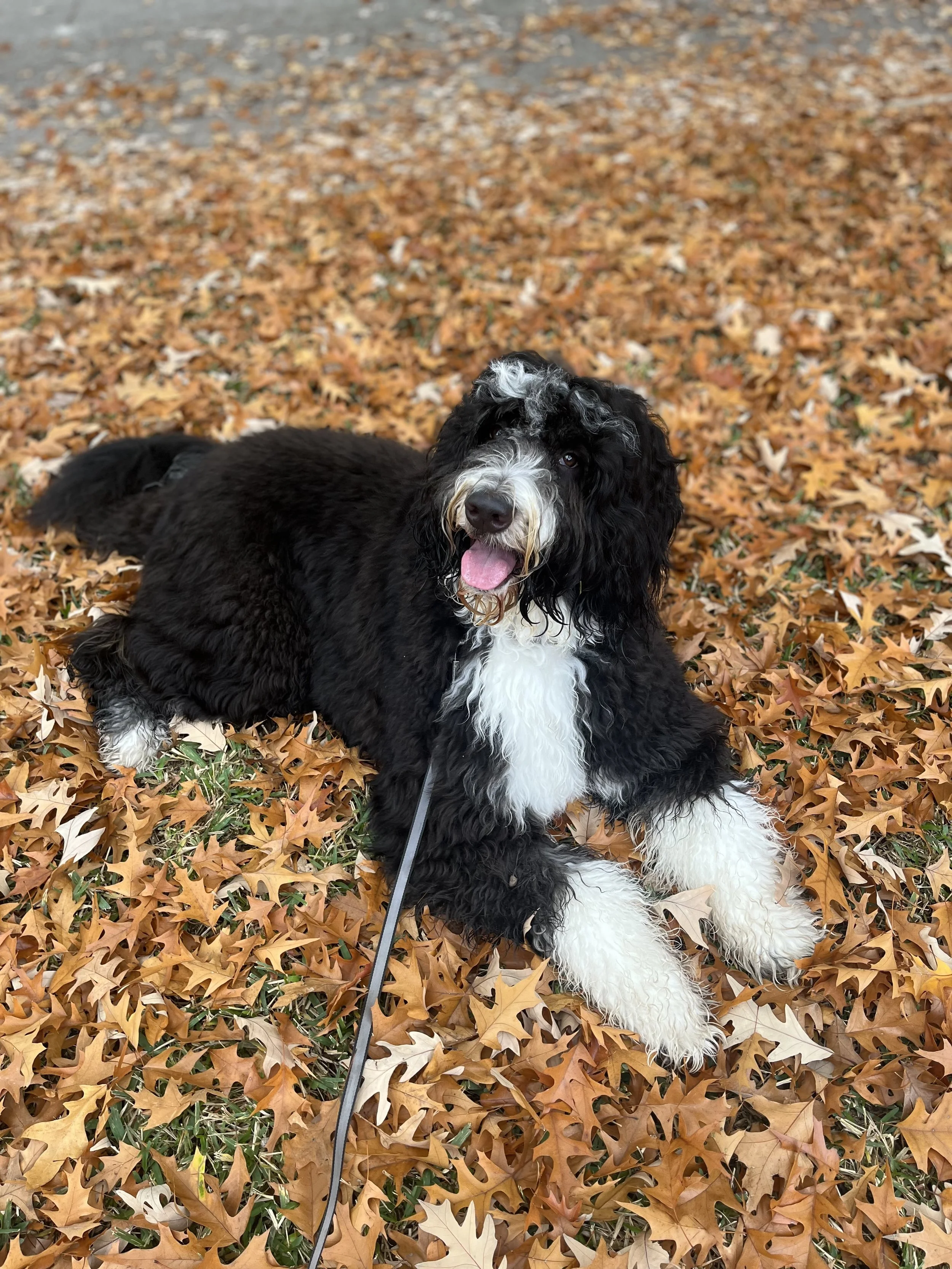 A black and white dog lying on a bed of fallen orange and brown autumn leaves with its tongue out.