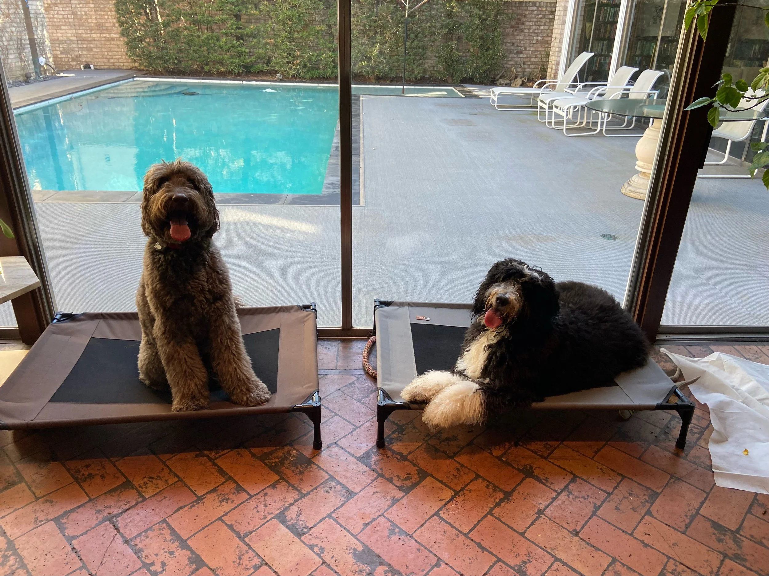 Three dogs sitting on dog beds in front of a sliding glass door with a view of a backyard with a swimming pool and outdoor chairs.