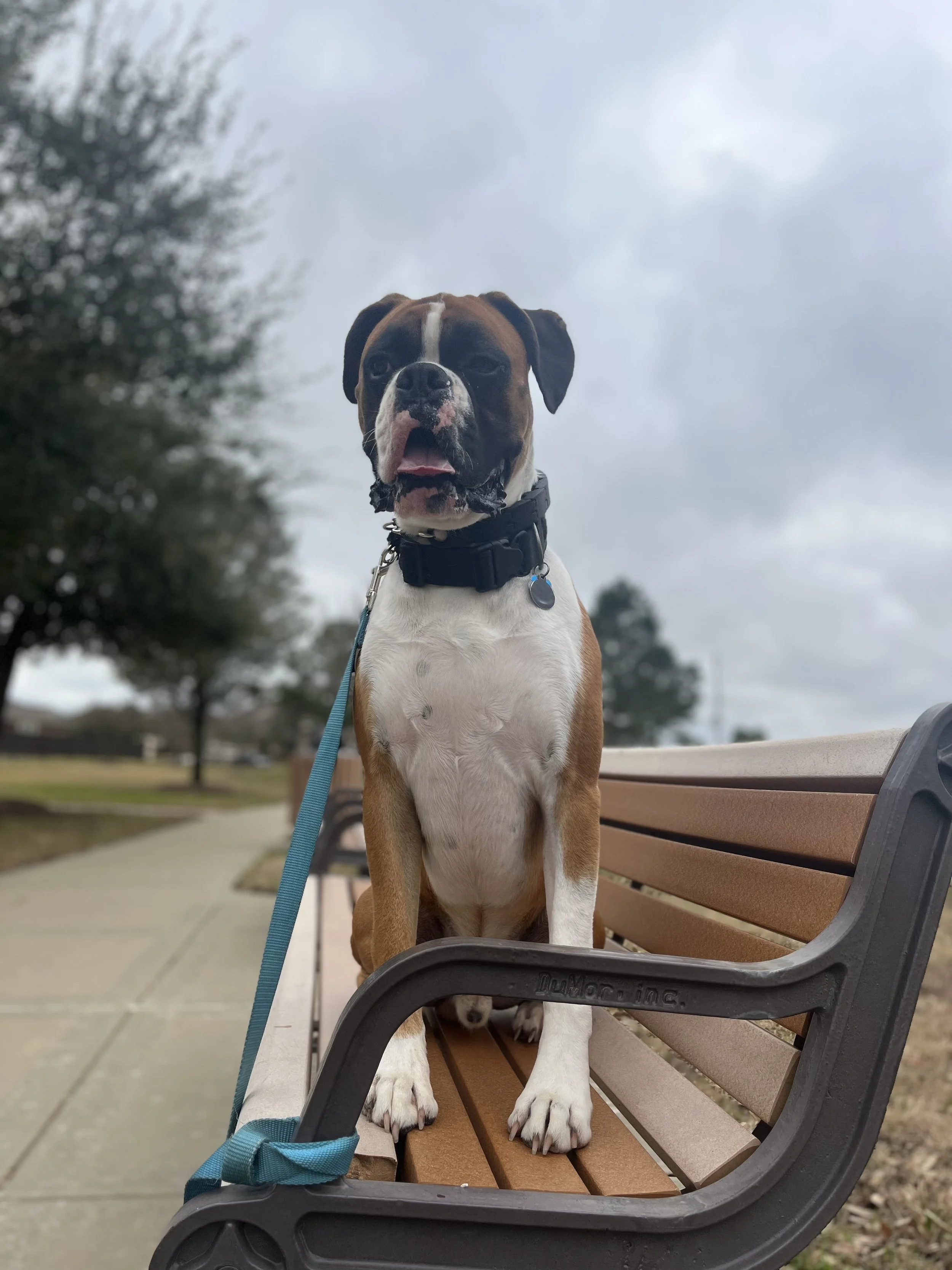 A boxer dog sitting on a park bench under a cloudy sky.